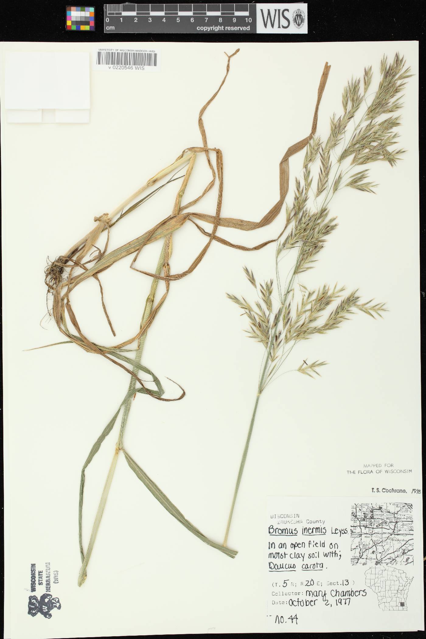 Bromus inermis image