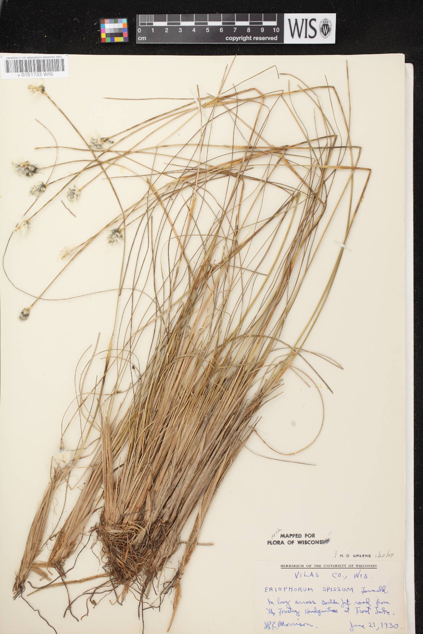 Eriophorum vaginatum image