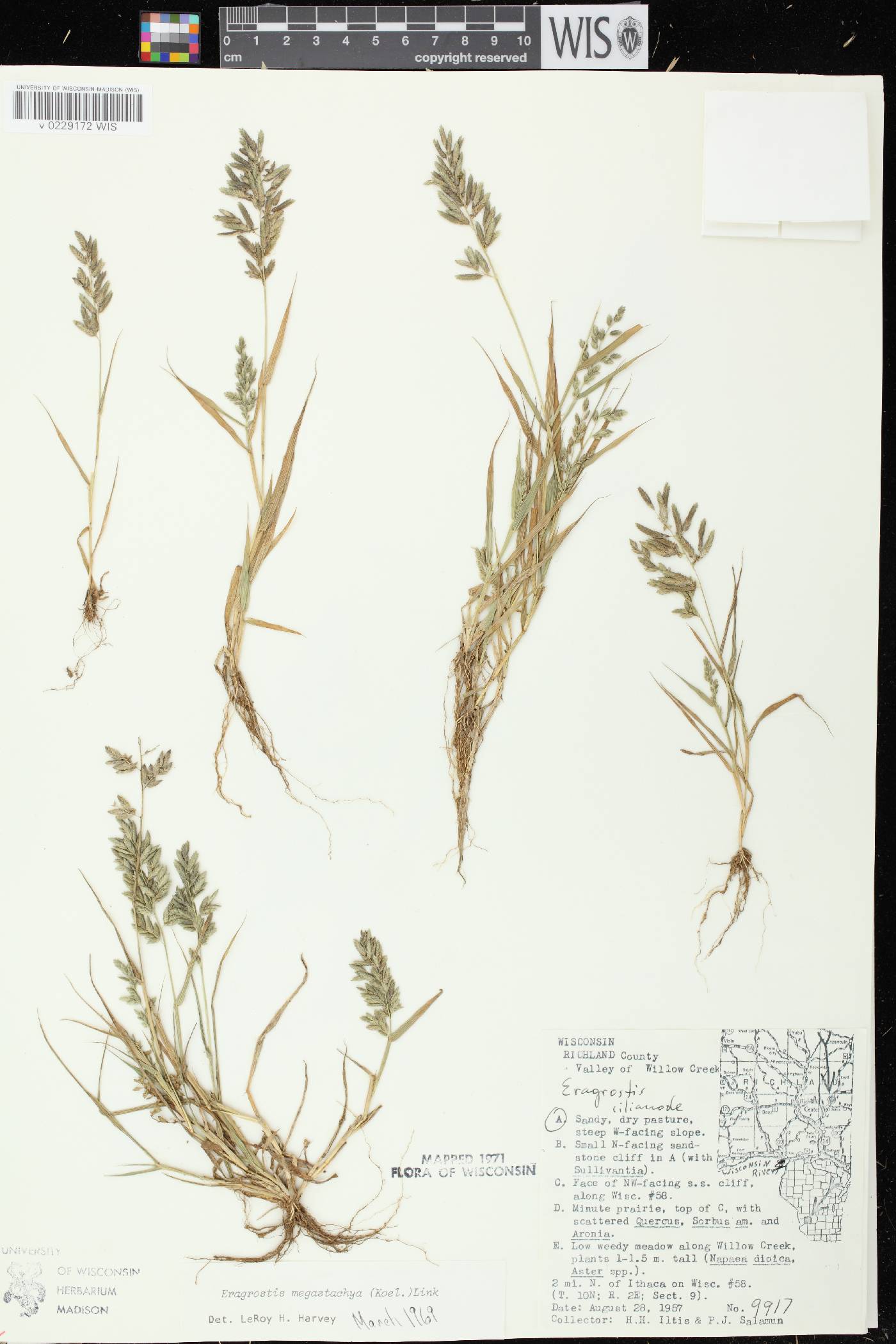 Eragrostis cilianensis image