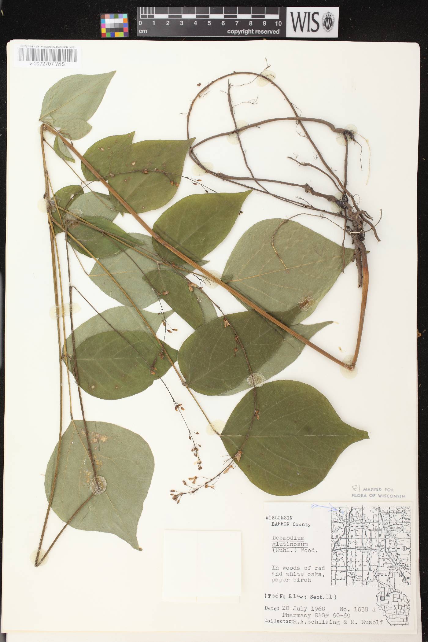 Hylodesmum glutinosum image