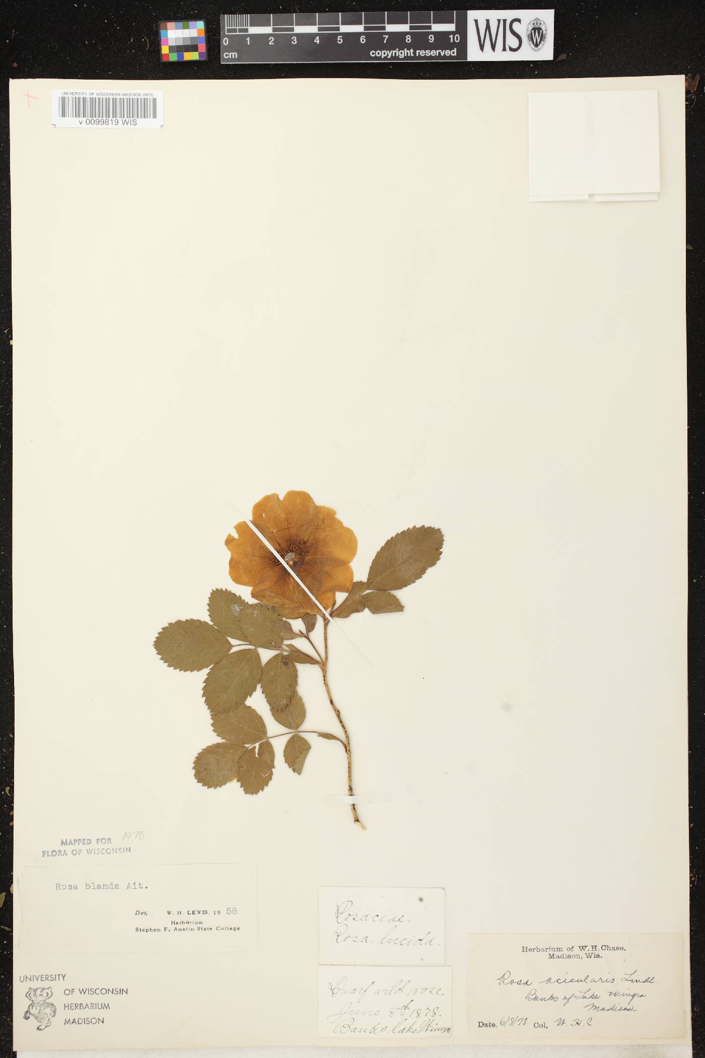 Rosa blanda image