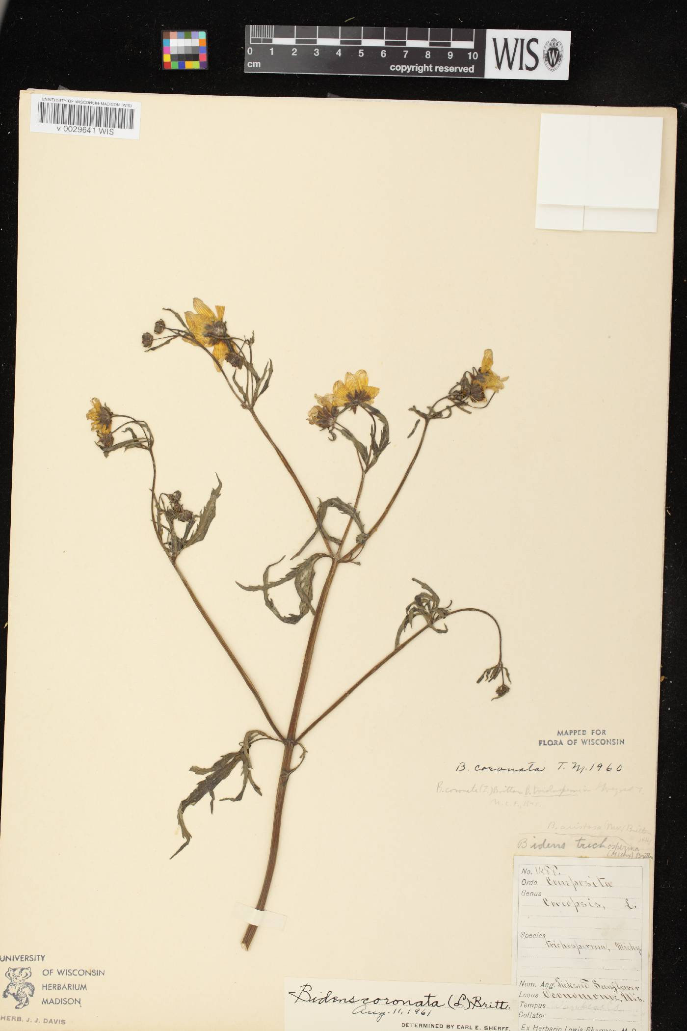 Bidens trichosperma image