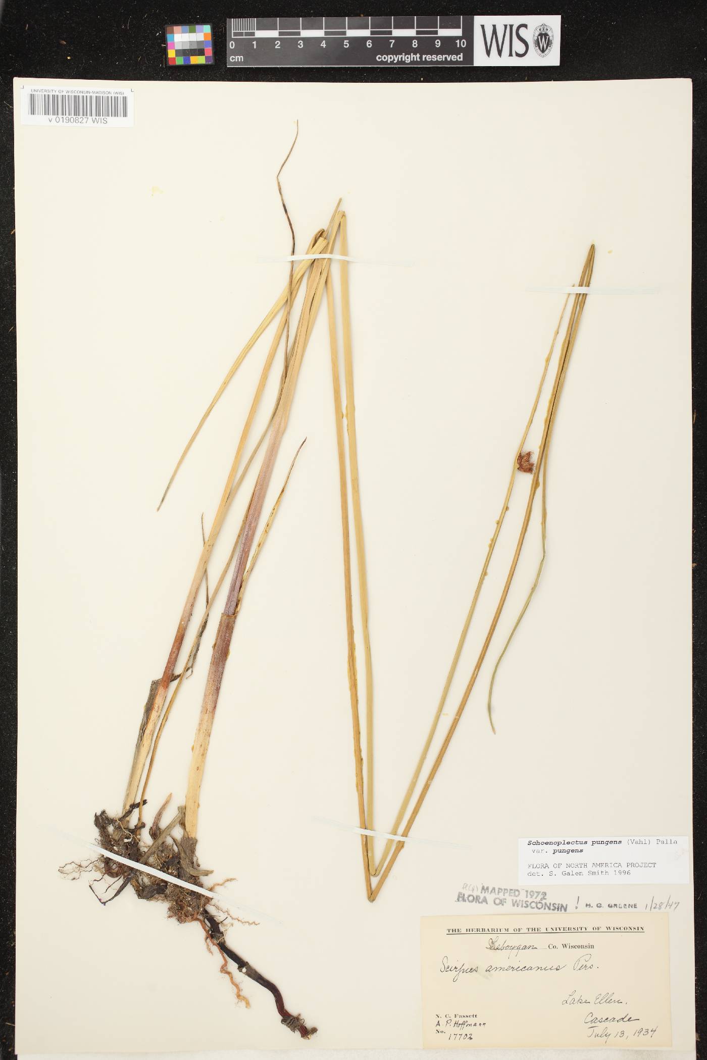 Schoenoplectus pungens image