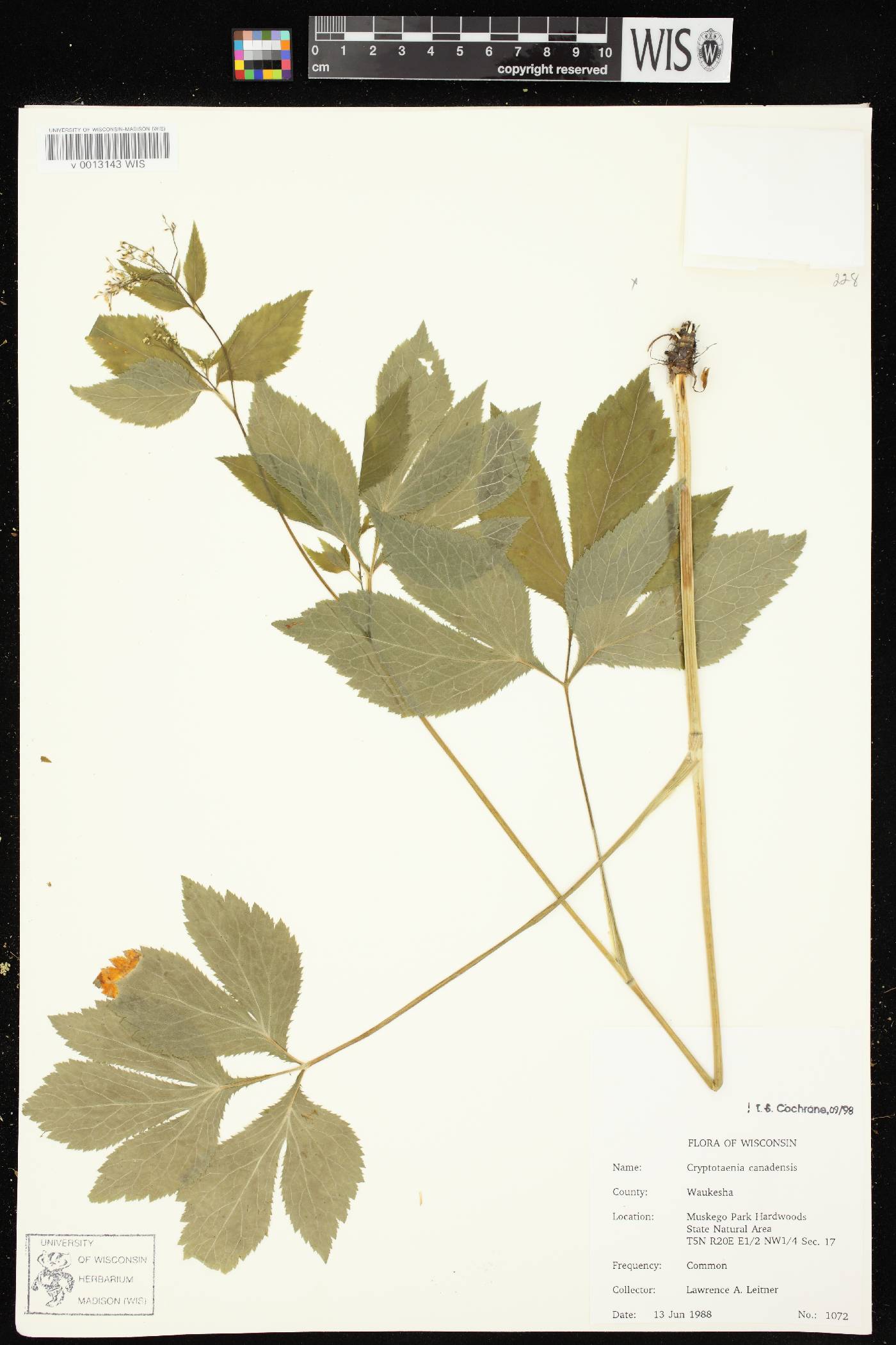Cryptotaenia canadensis image