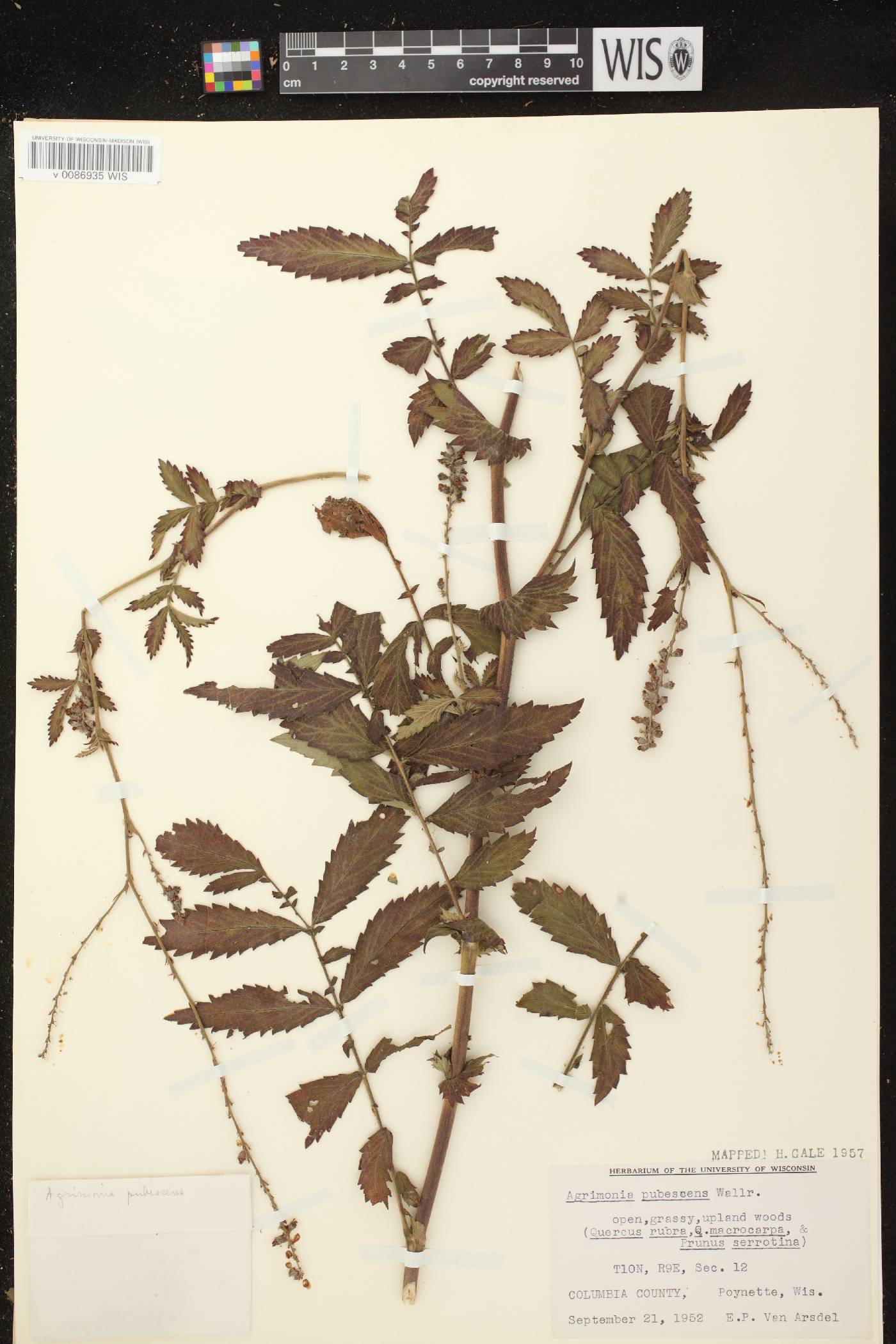 Agrimonia pubescens image