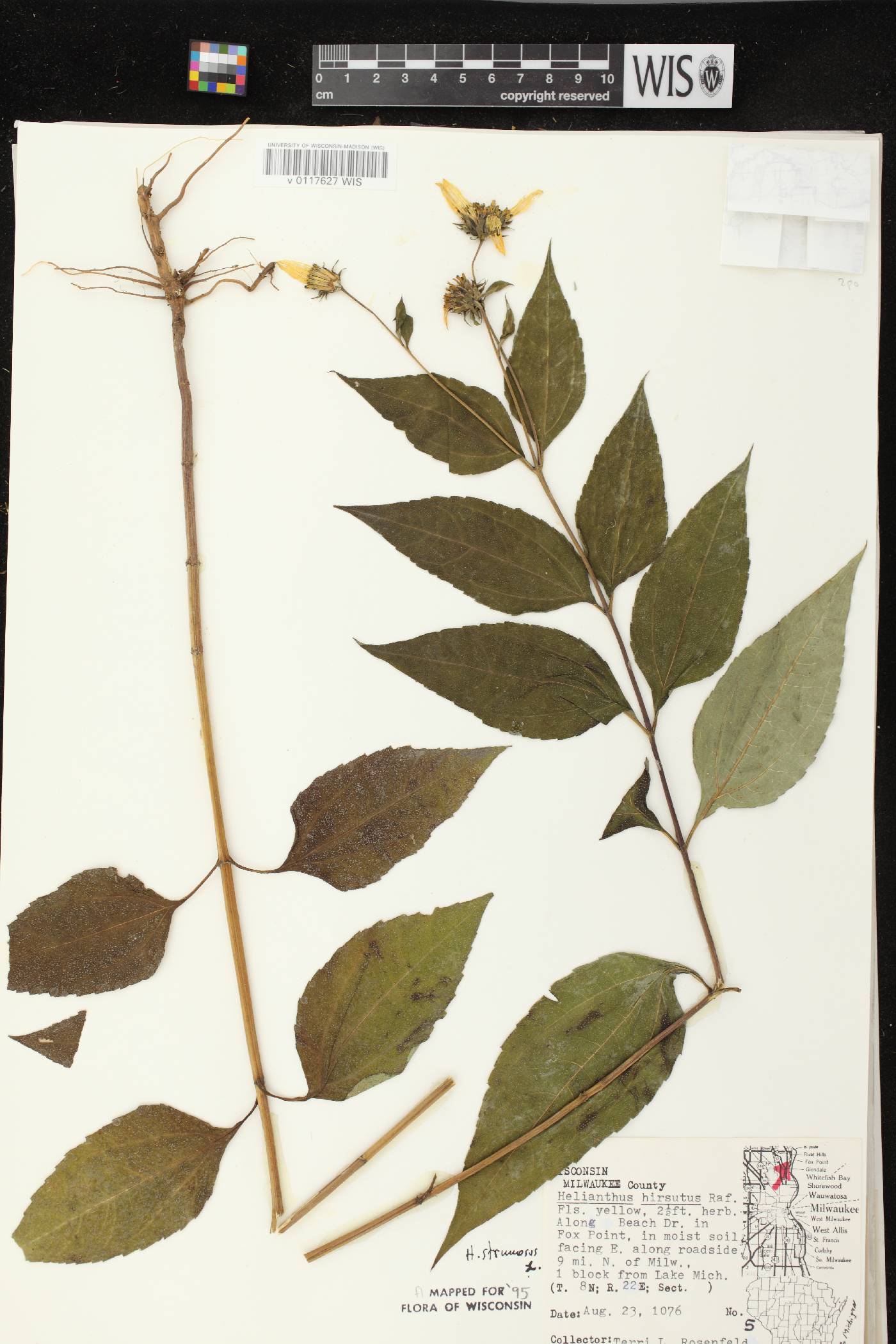 Helianthus strumosus image