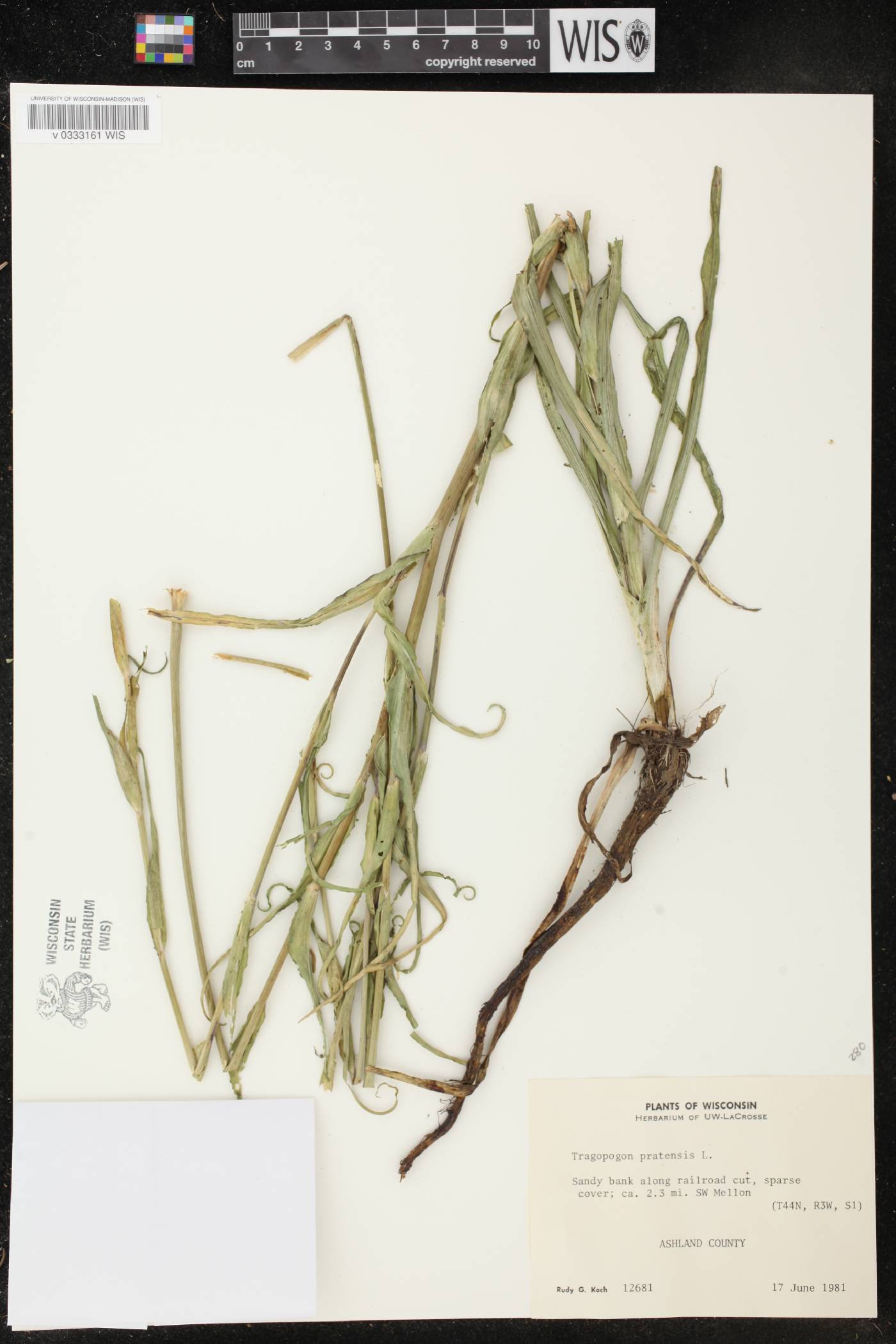Tragopogon pratensis image