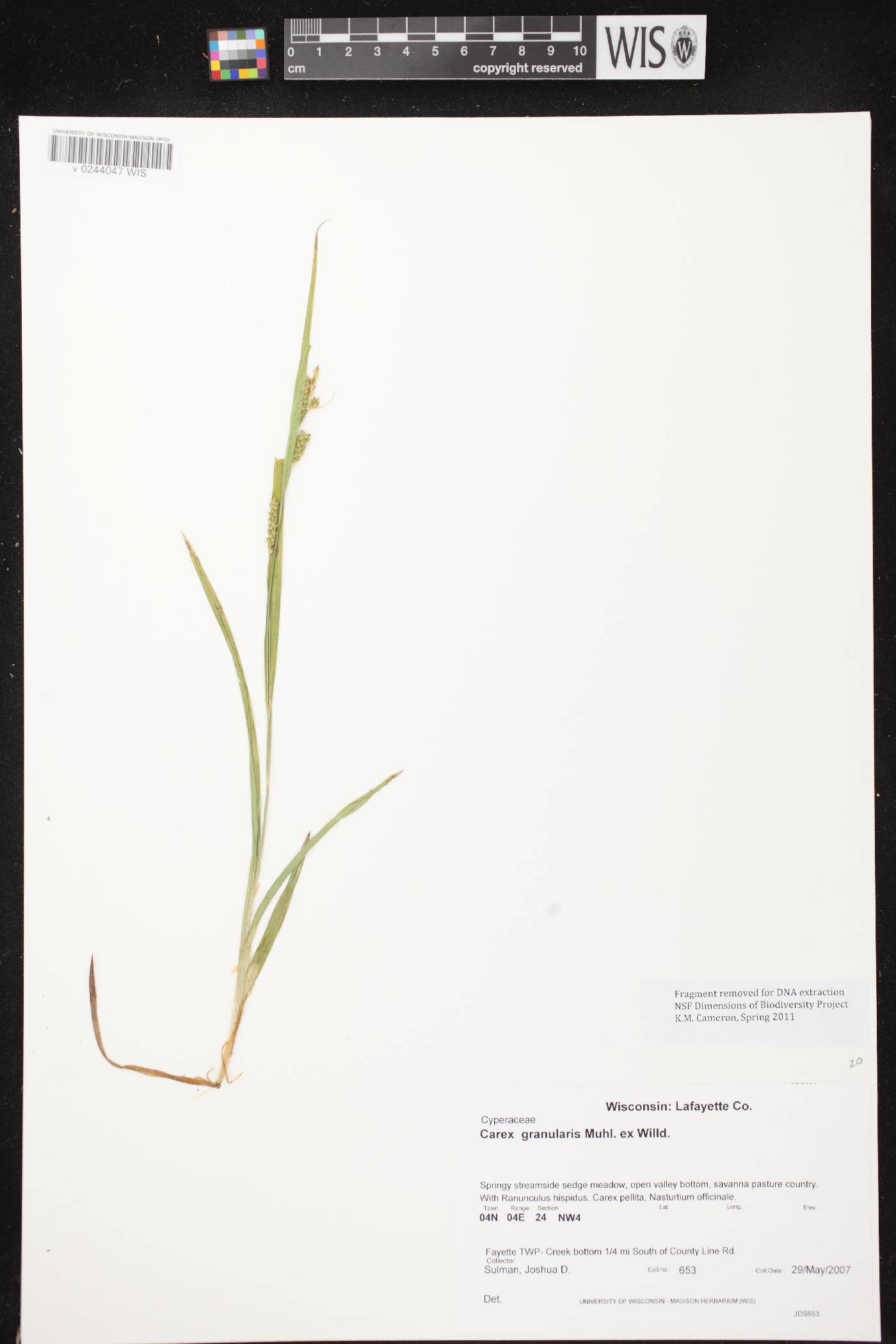 Carex granularis image