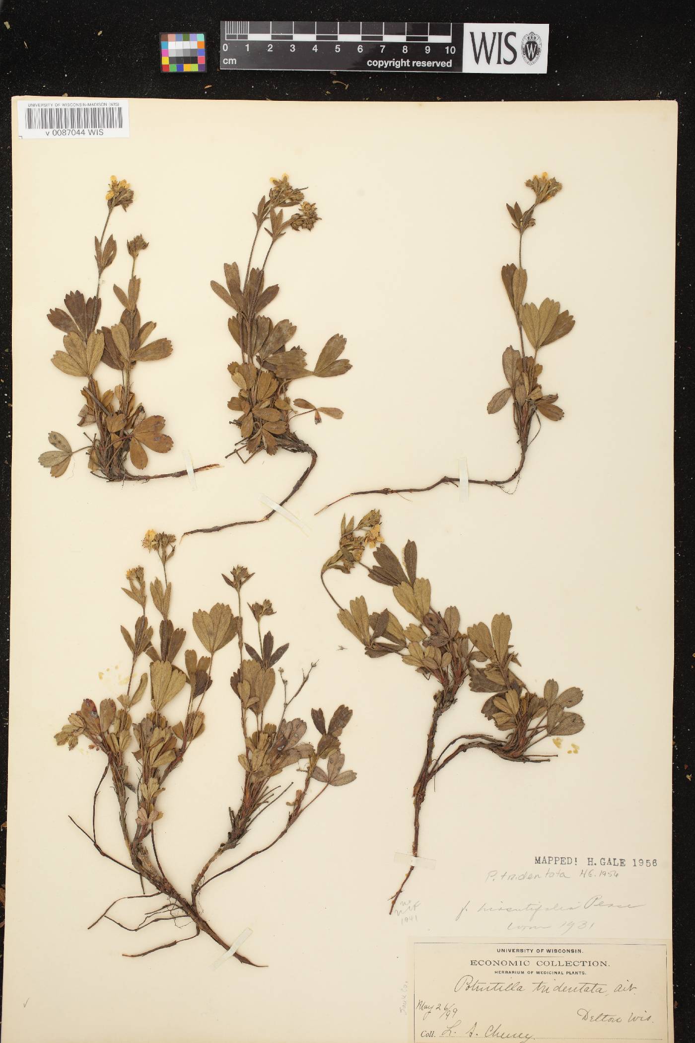 Sibbaldiopsis tridentata image