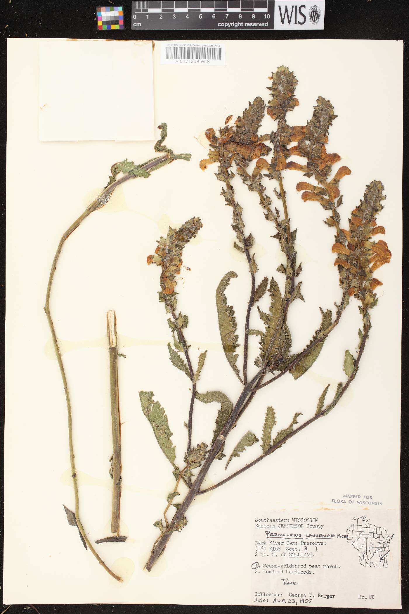 Pedicularis lanceolata image