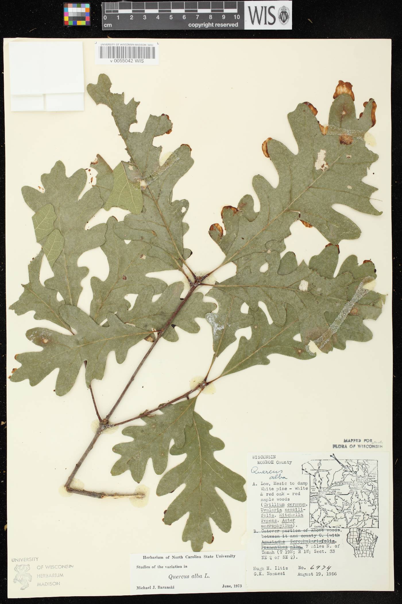 Quercus alba image