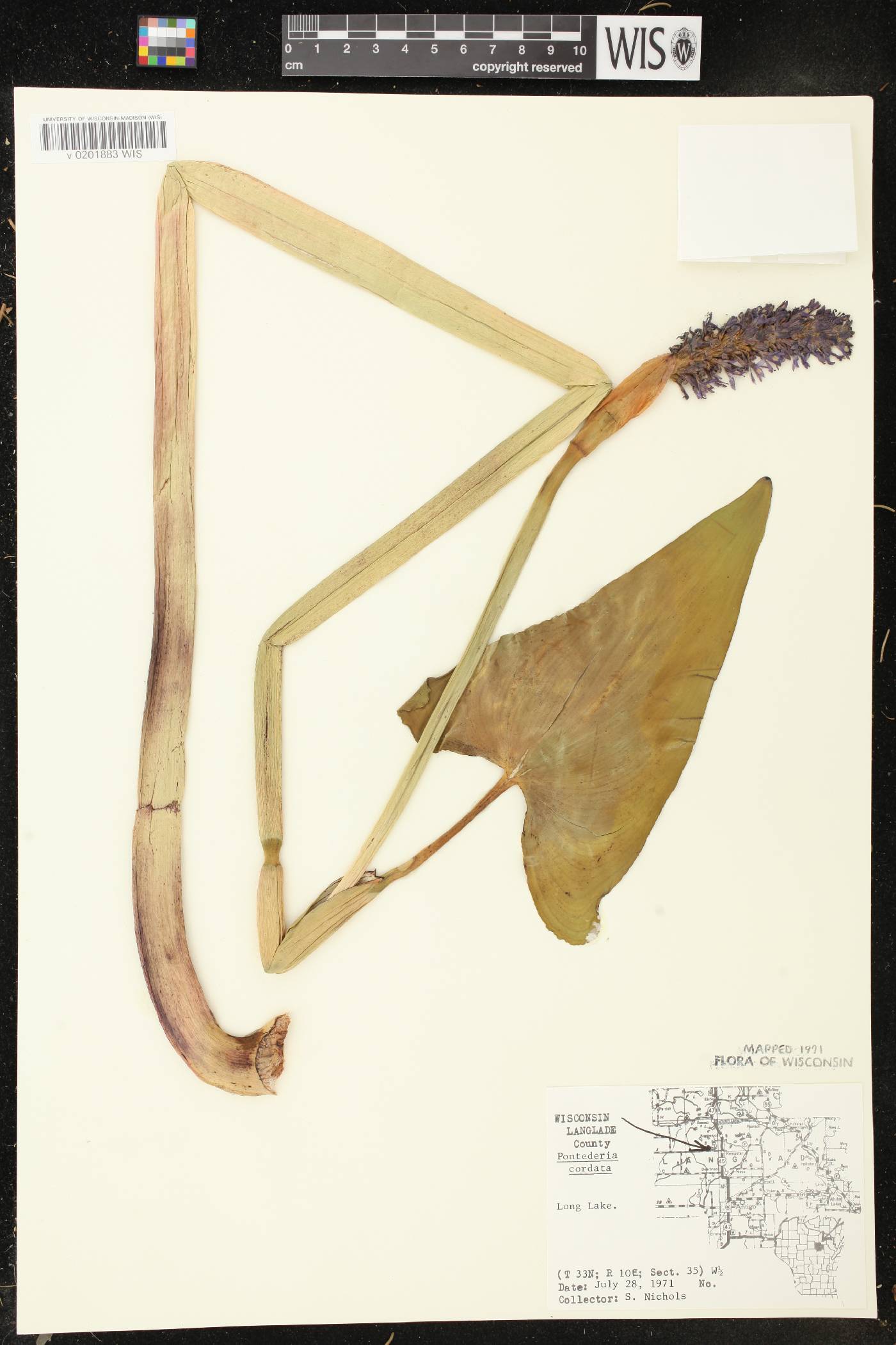 Pontederia cordata image