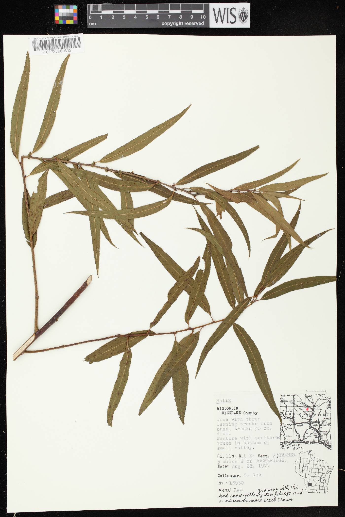 Salix nigra image
