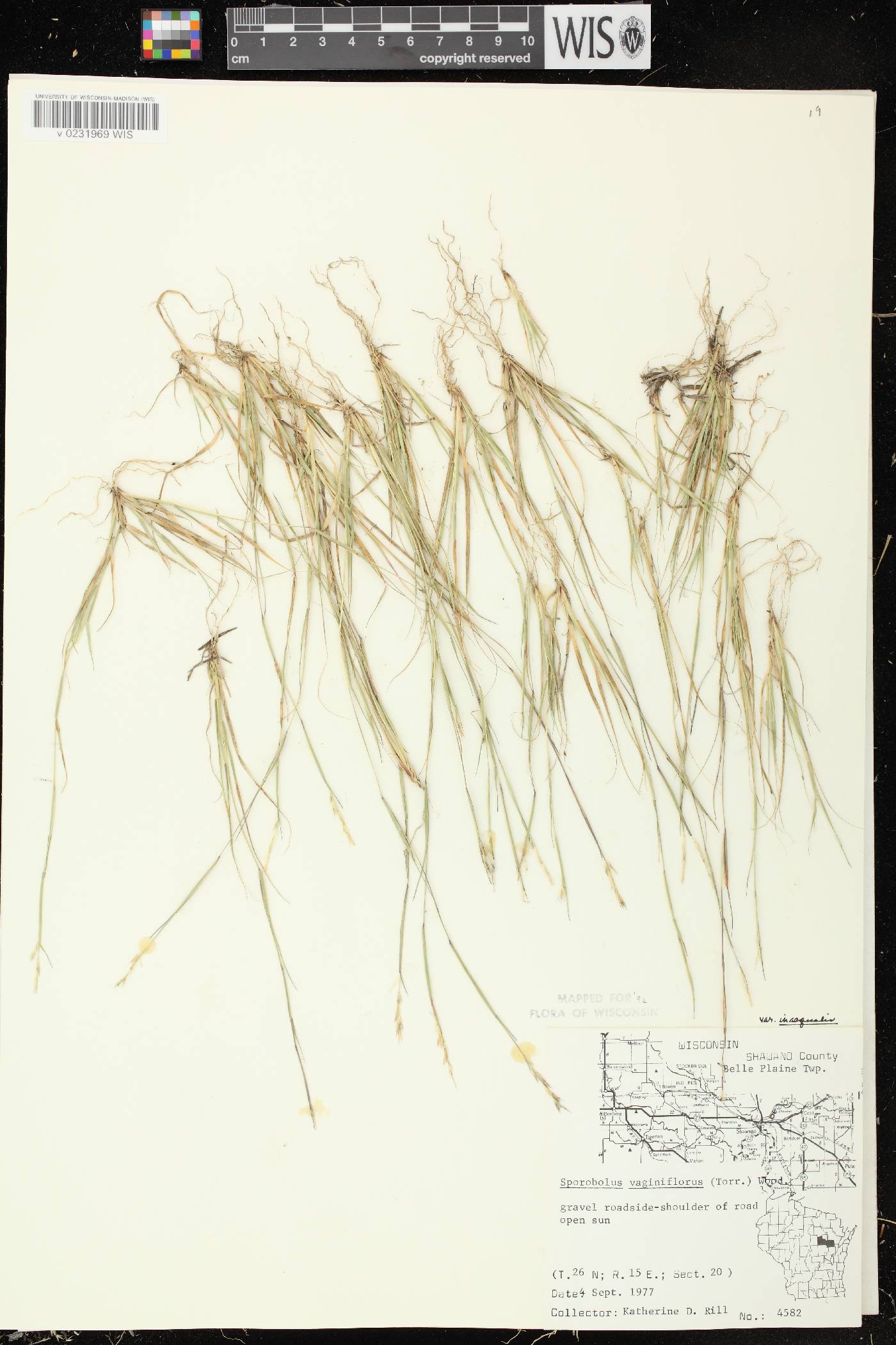 Sporobolus vaginiflorus var. vaginiflorus image