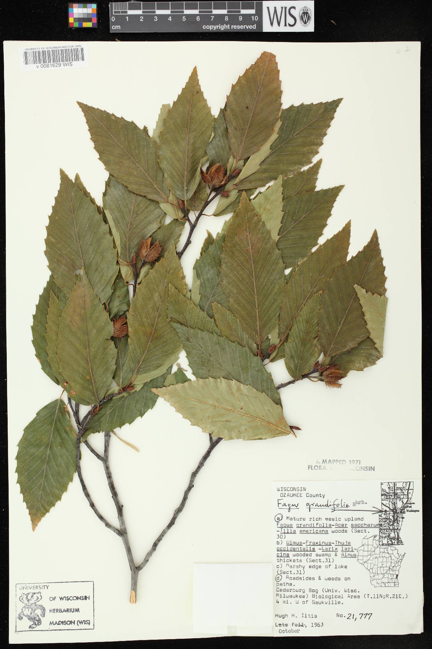 Fagus grandifolia image