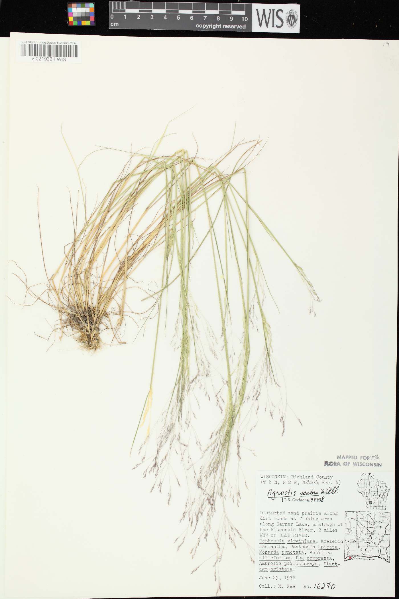 Agrostis hyemalis image