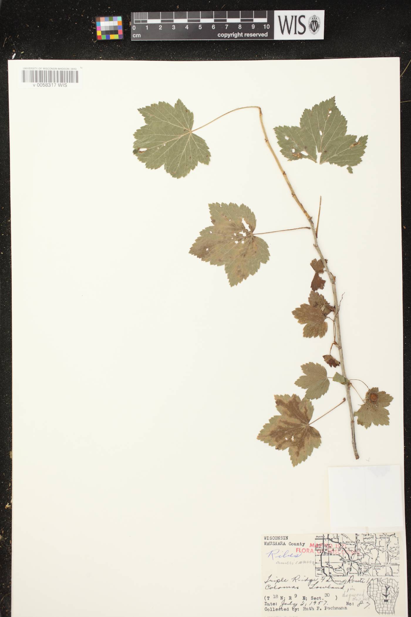 Ribes americanum image