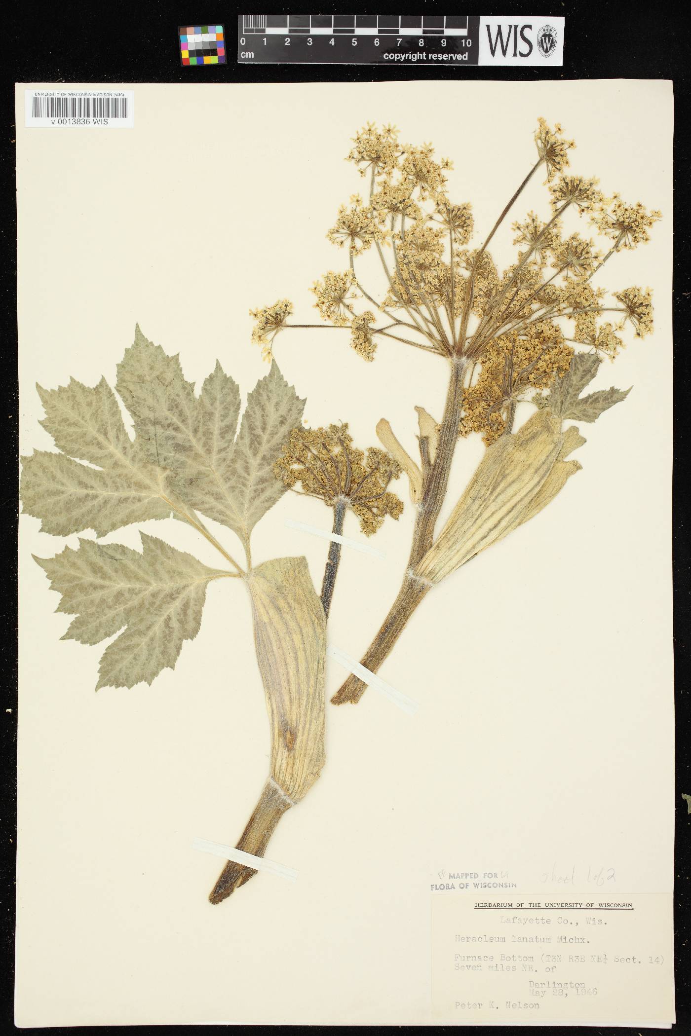Heracleum maximum image