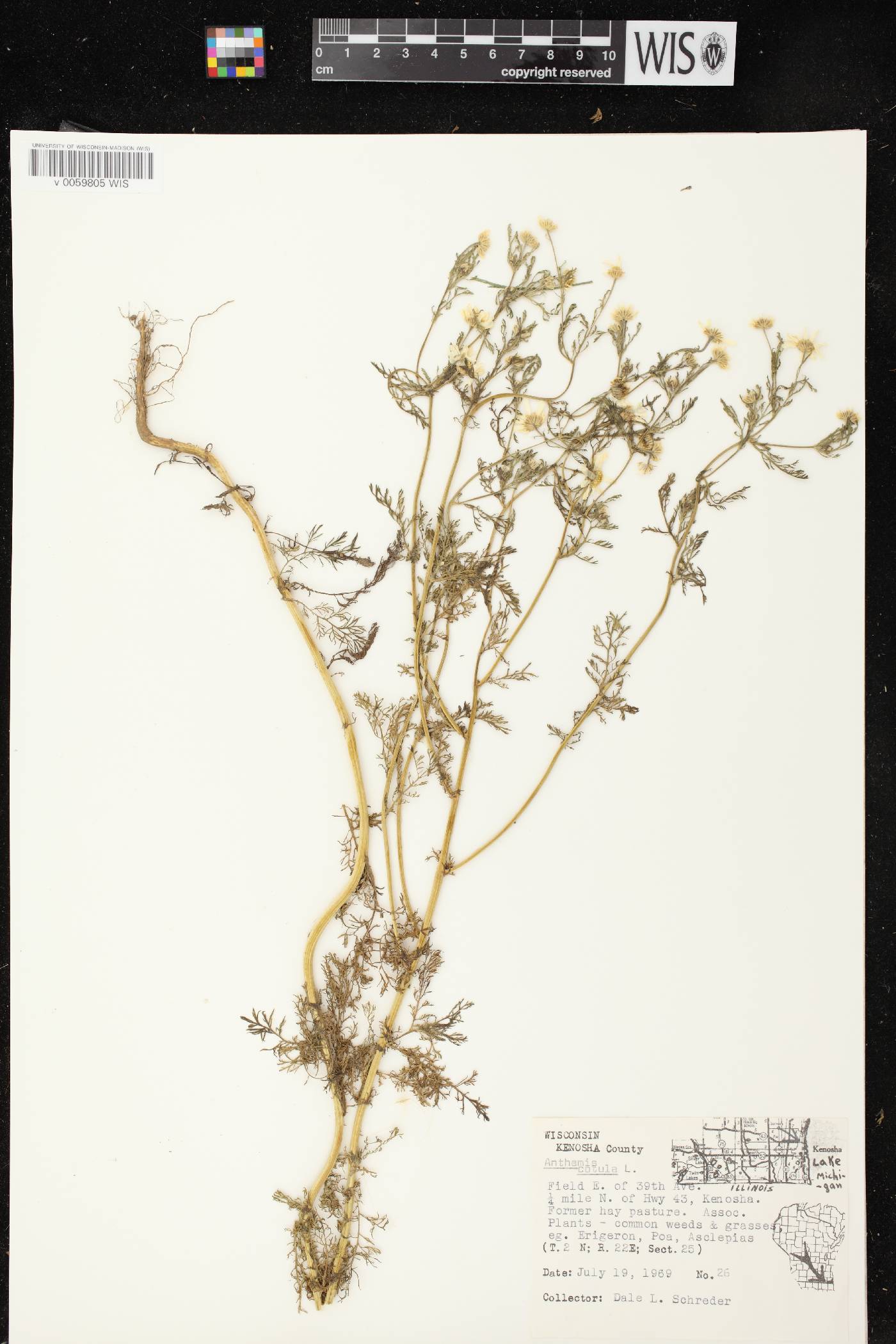 Anthemis cotula image