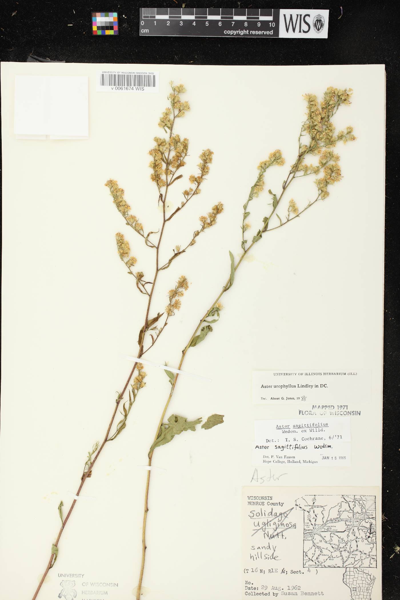 Symphyotrichum urophyllum image
