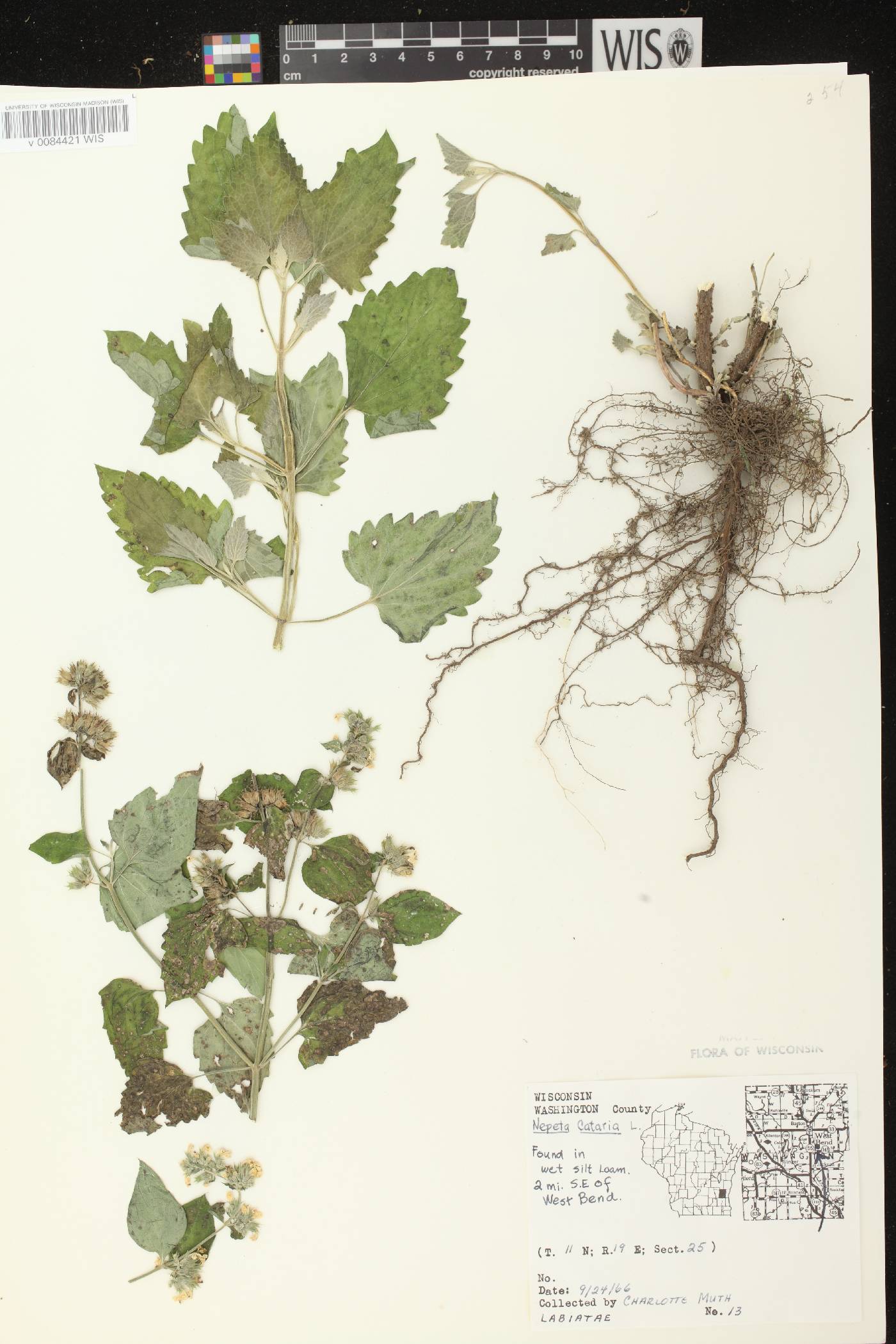 Nepeta cataria image