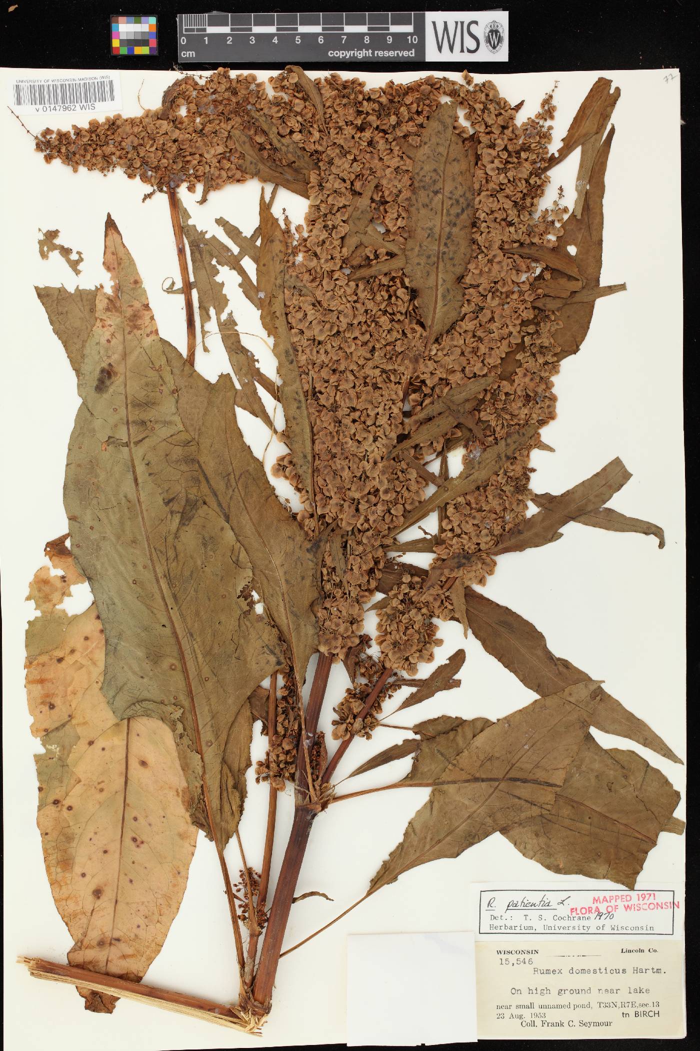 Rumex patientia image