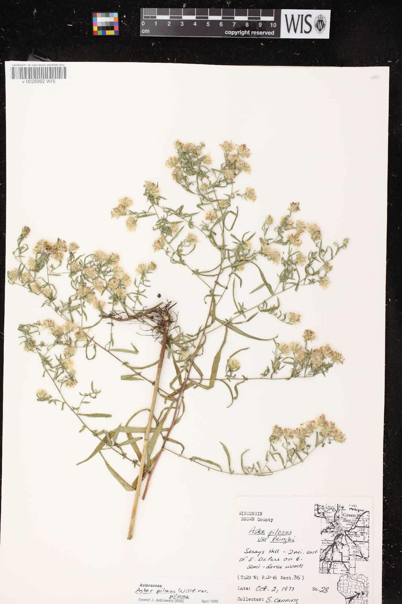 Symphyotrichum pilosum var. pilosum image