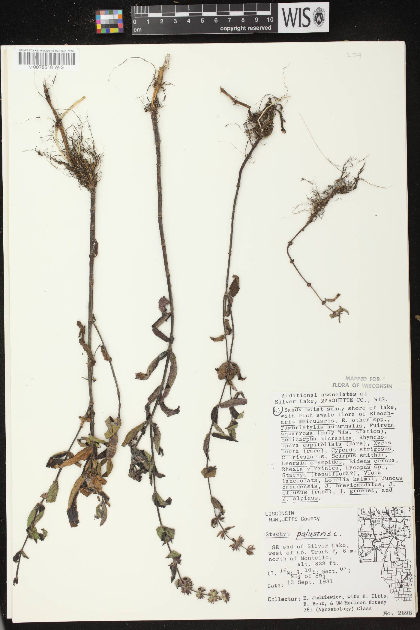 Stachys palustris image