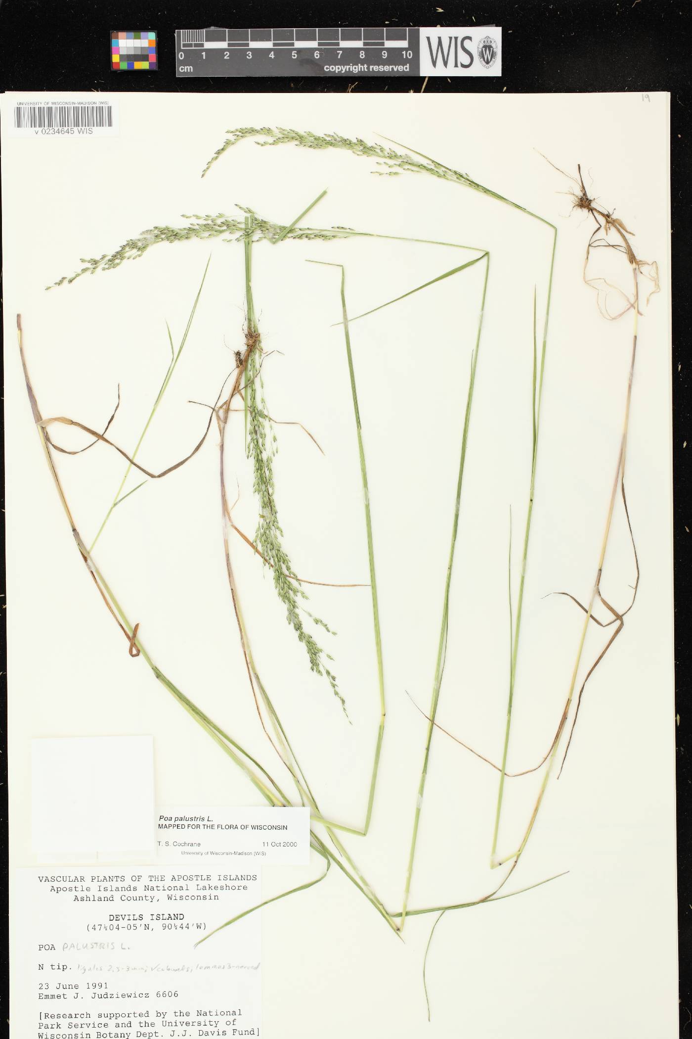 Poa palustris image