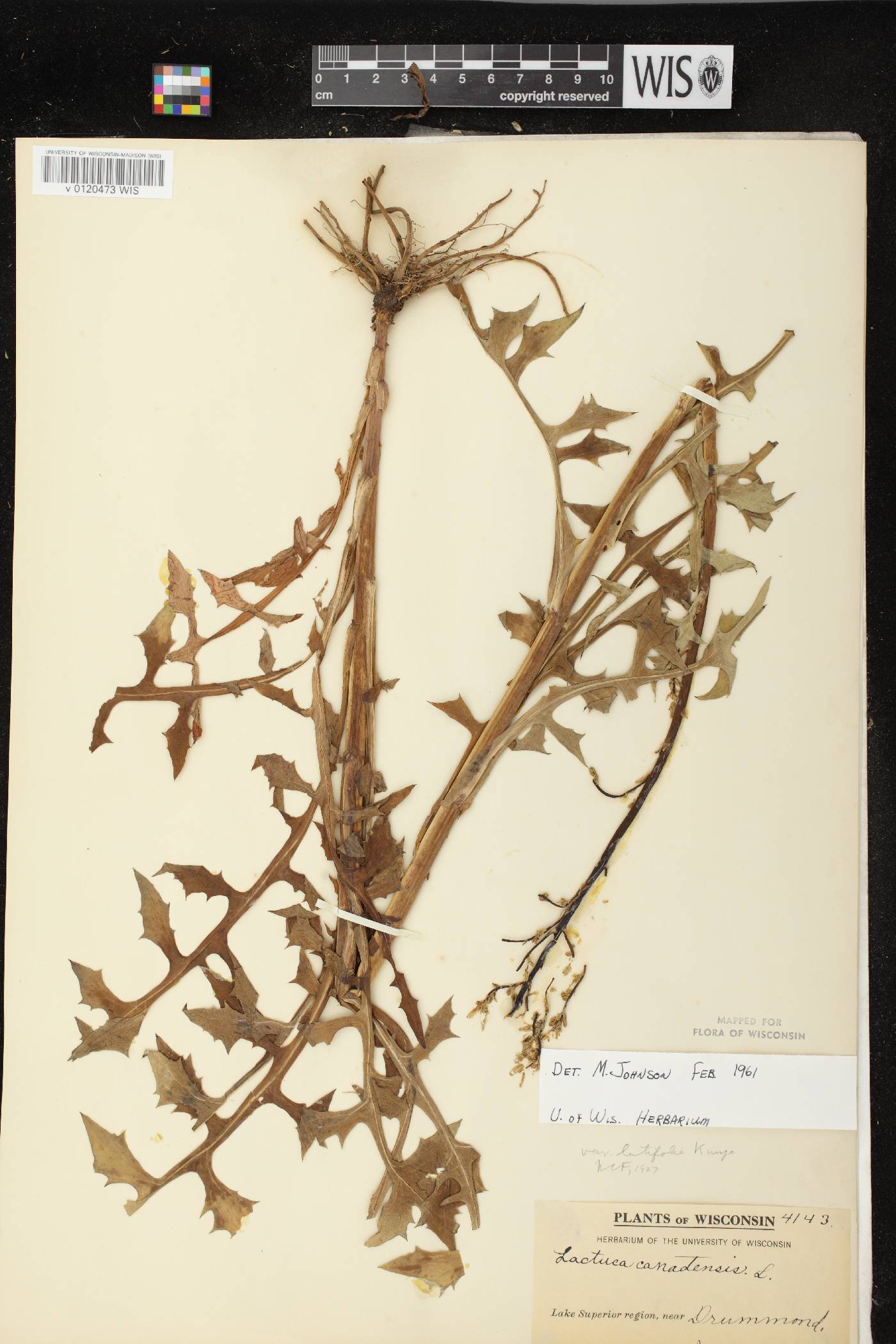Lactuca canadensis image