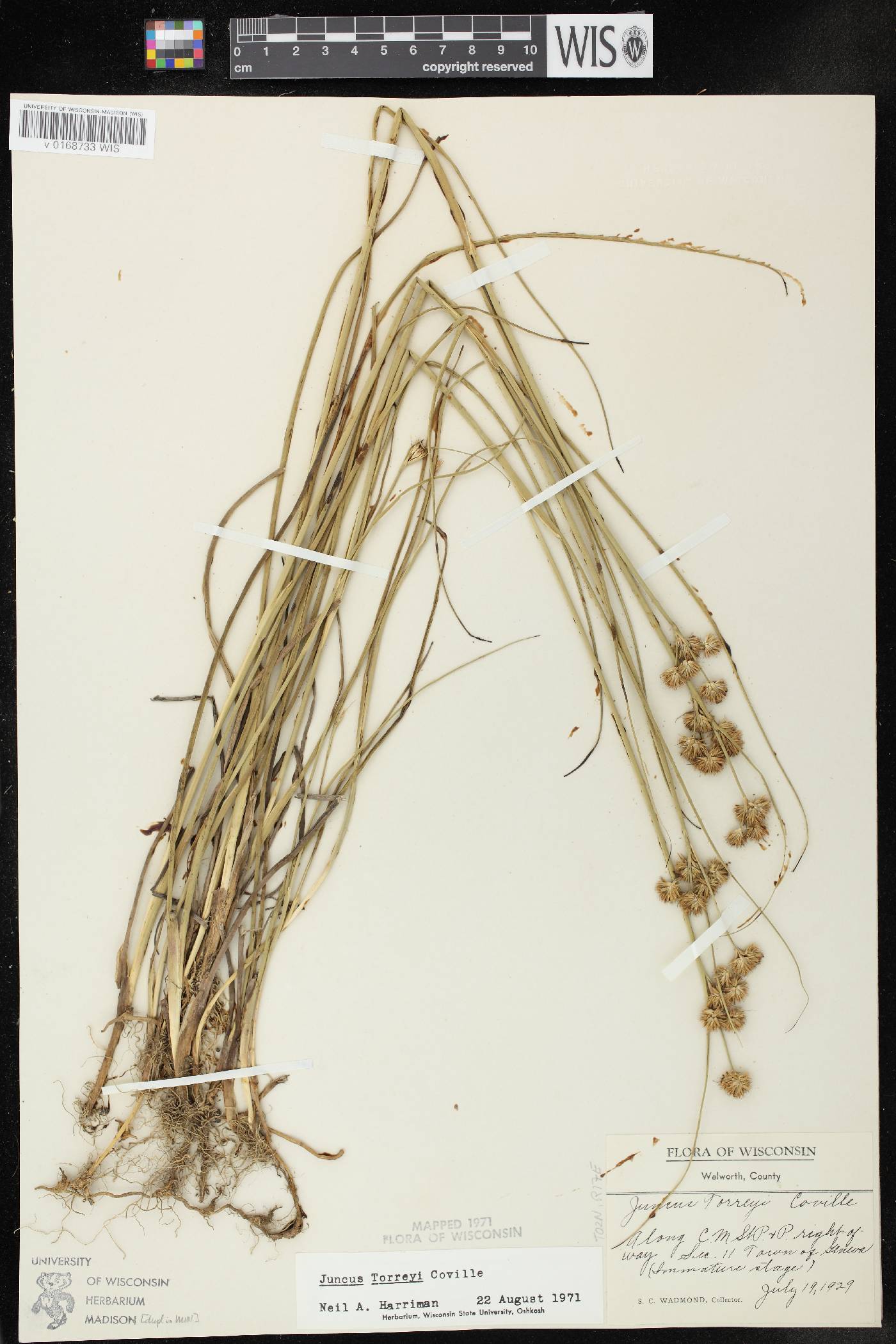 Juncus torreyi image