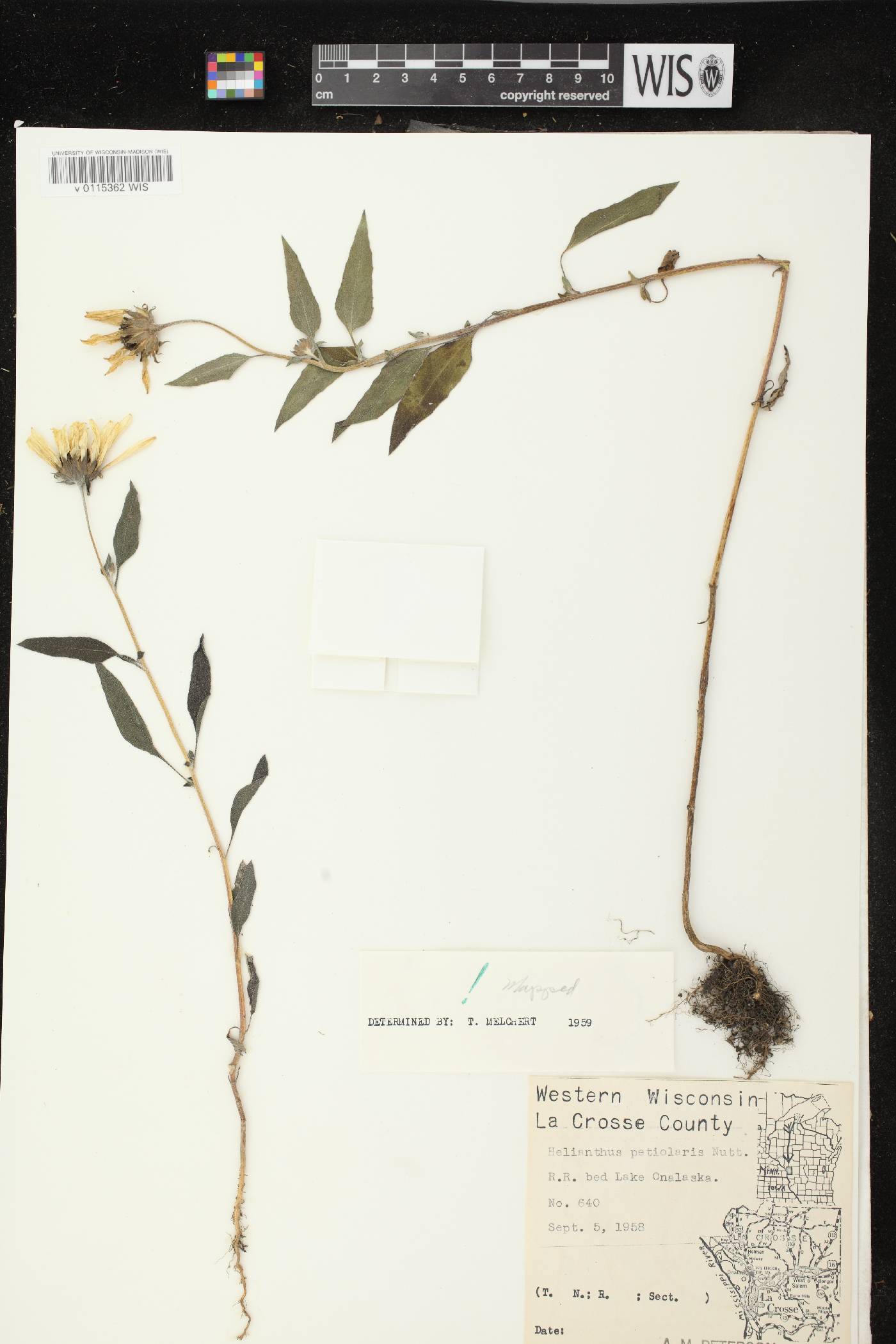 Helianthus petiolaris subsp. petiolaris image