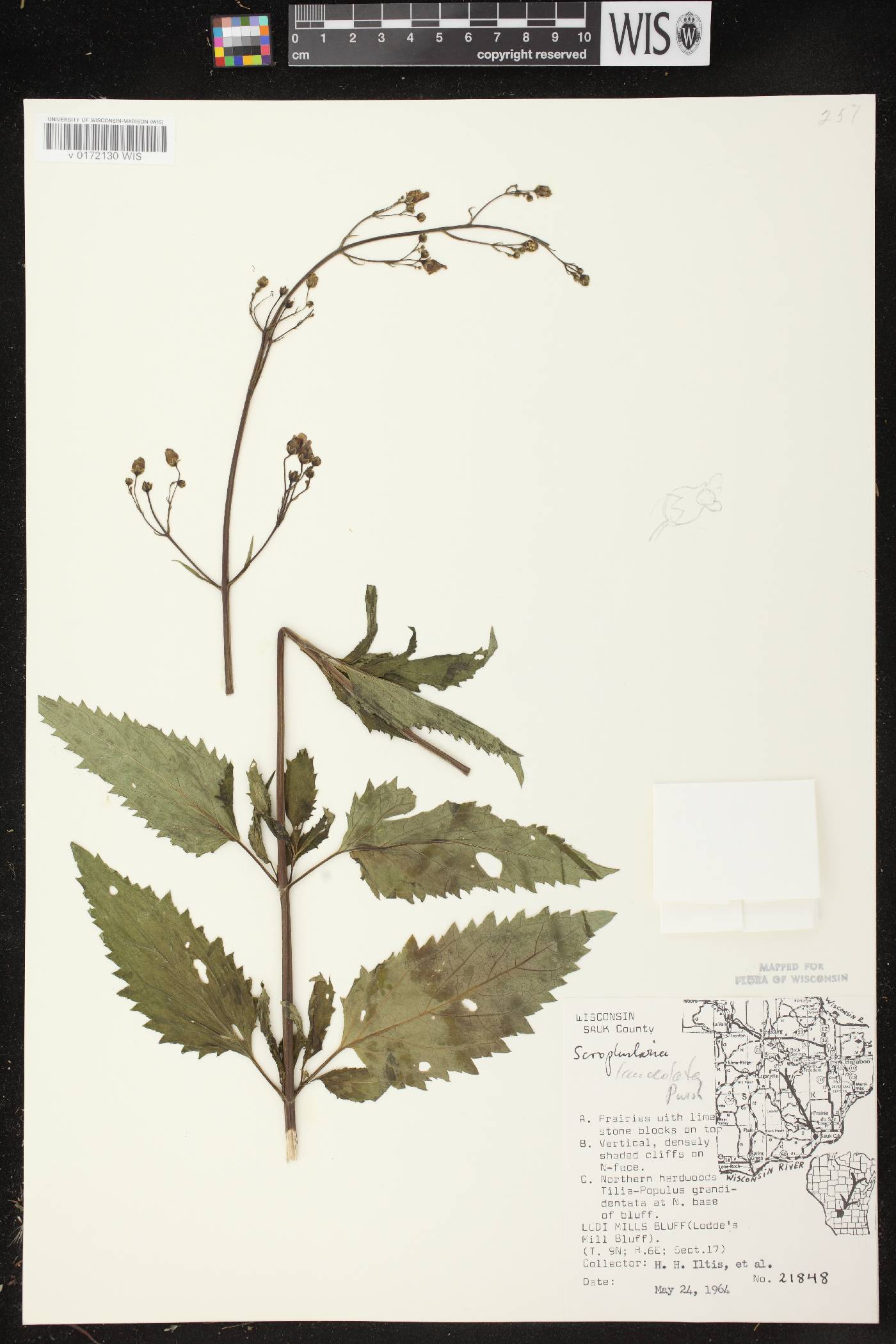 Scrophularia lanceolata image