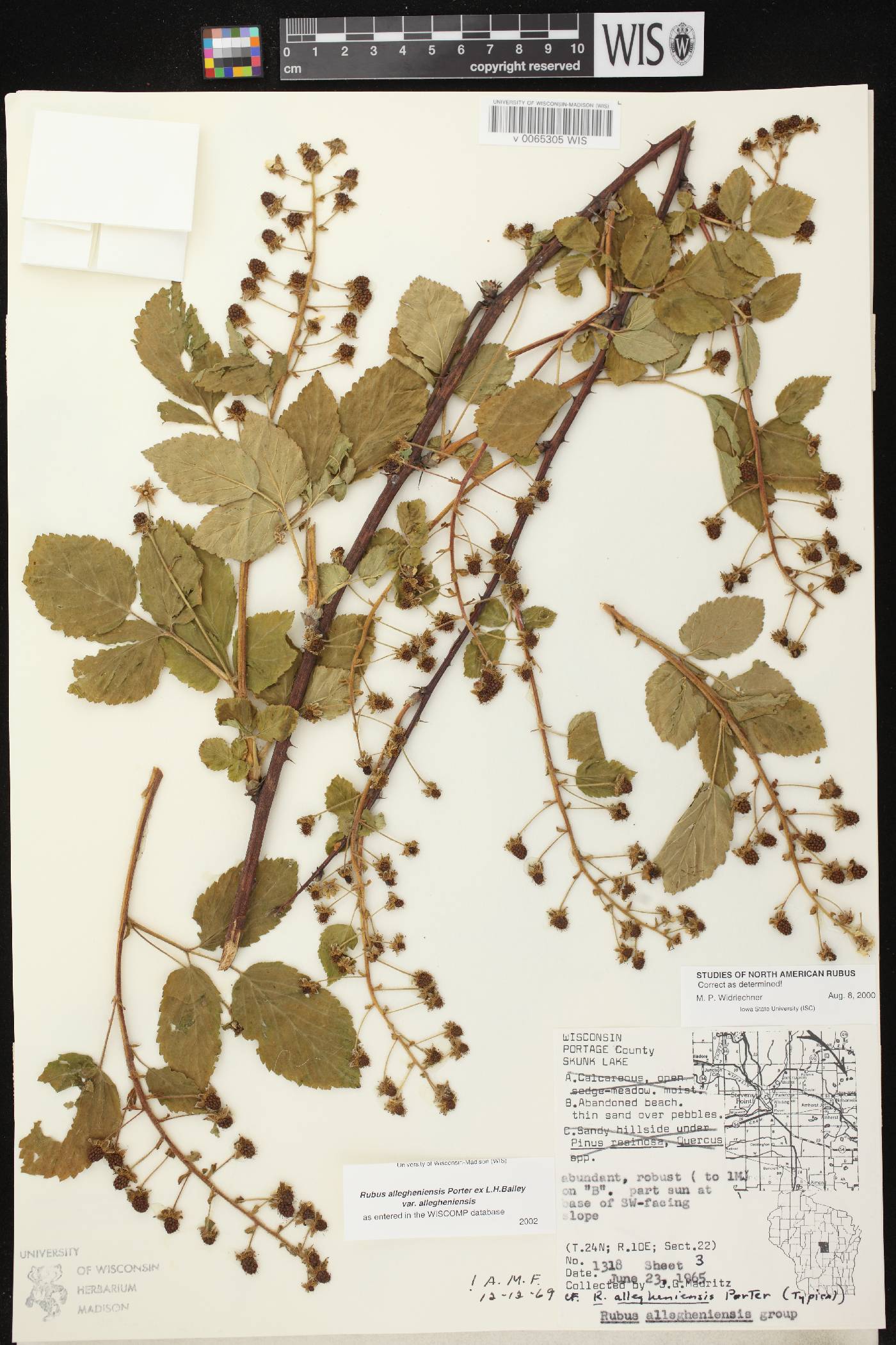 Rubus allegheniensis image