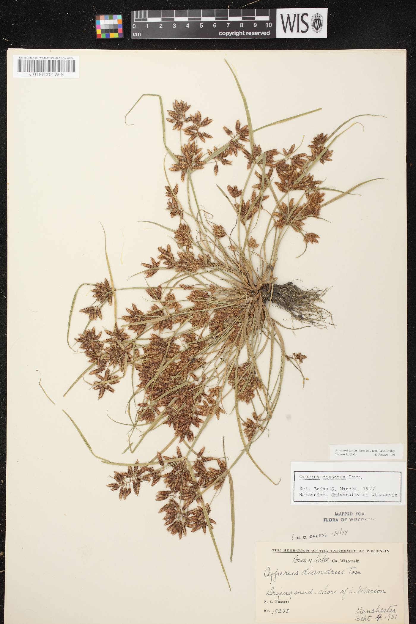 Cyperus diandrus image