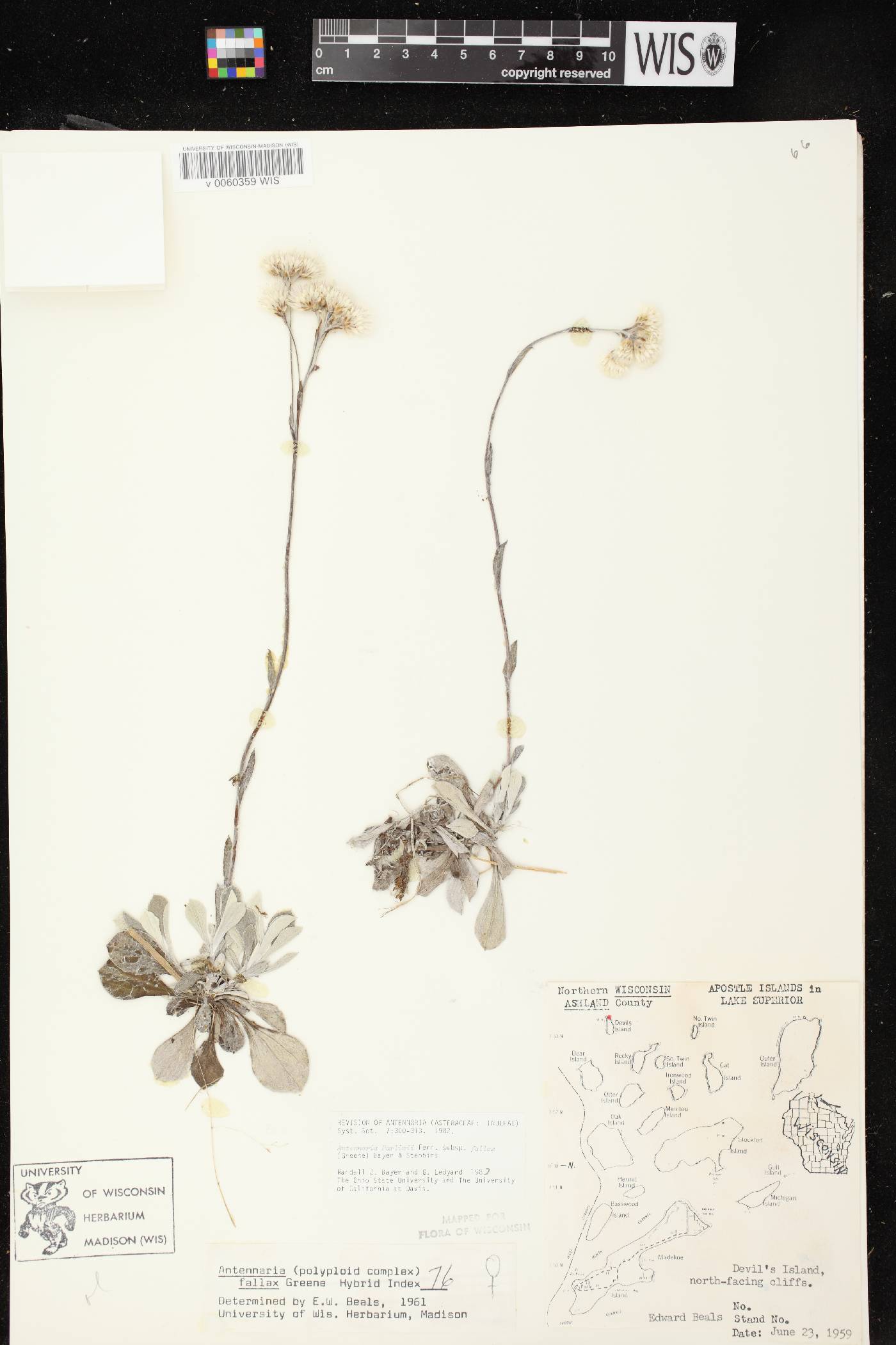 Antennaria parlinii subsp. fallax image