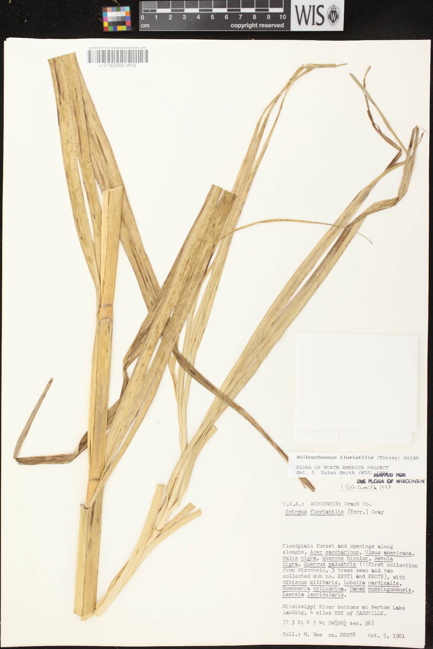 Bolboschoenus fluviatilis image