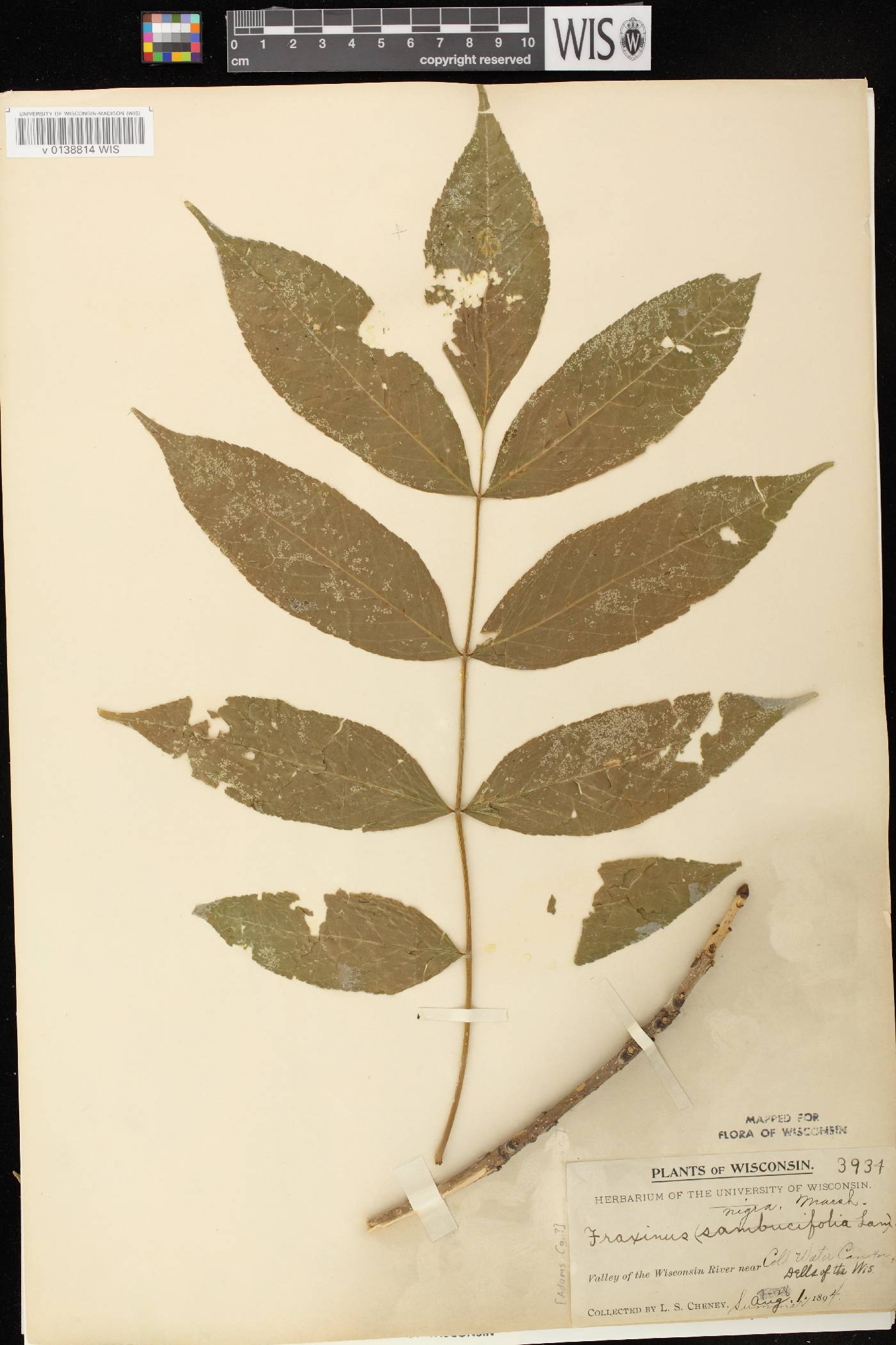 Fraxinus nigra image