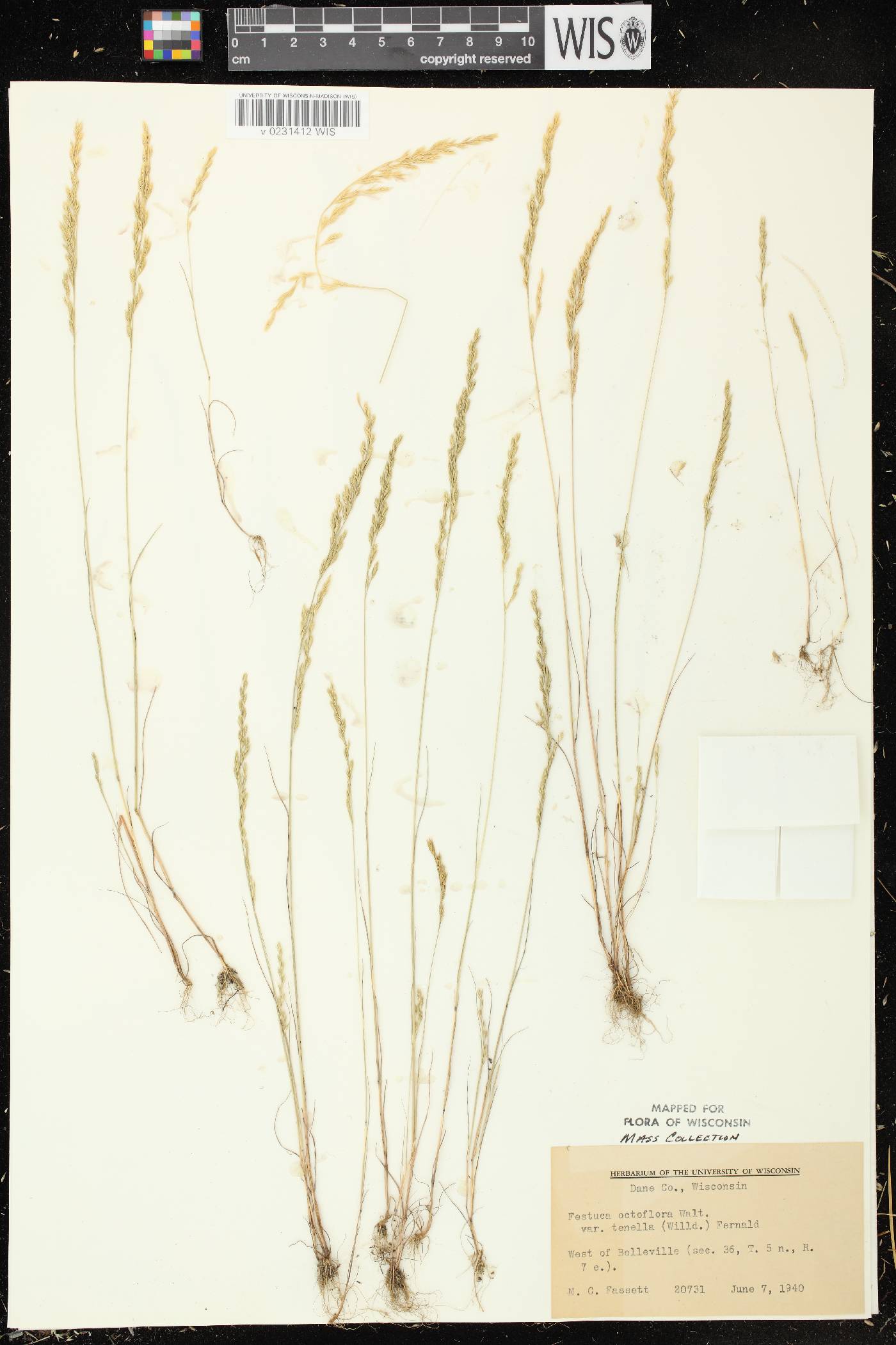 Festuca octoflora image