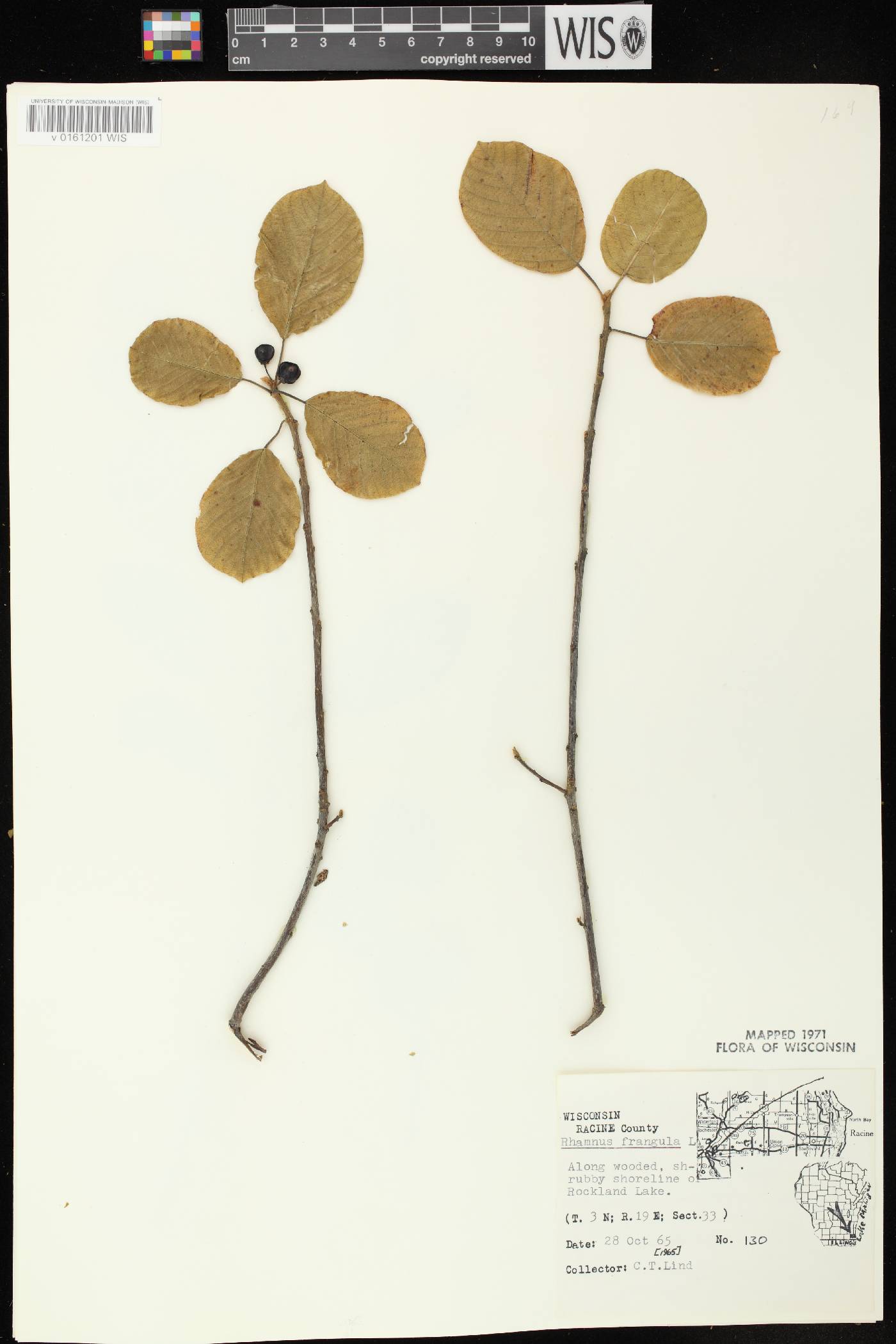 Frangula alnus image
