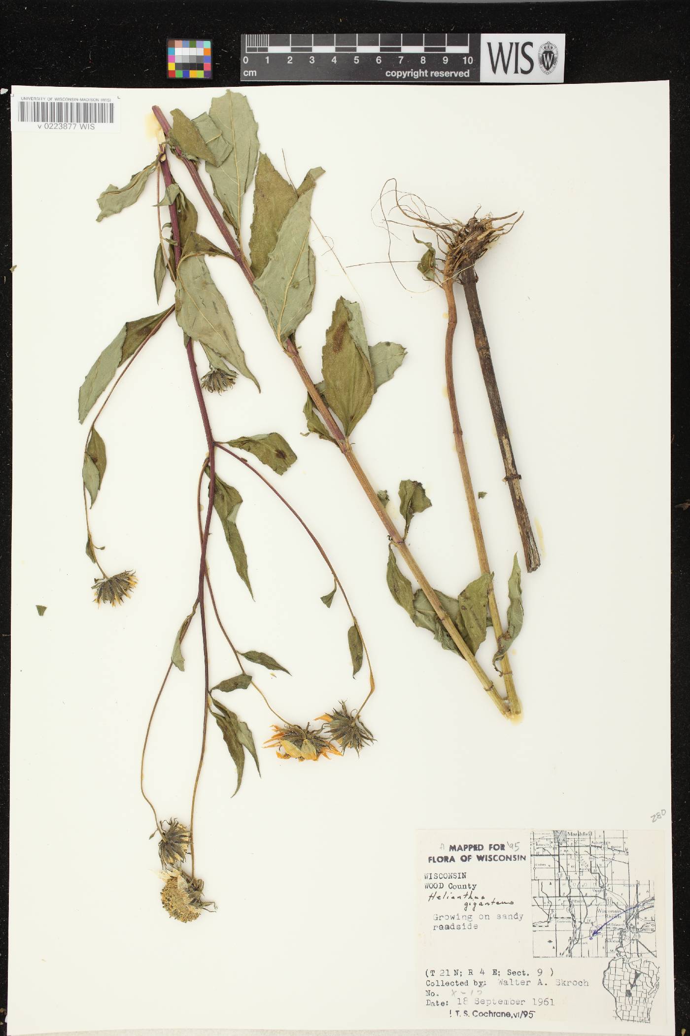 Helianthus giganteus image