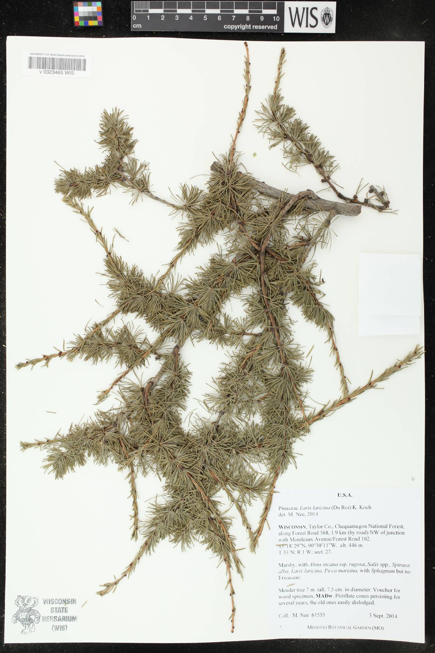 Larix laricina image