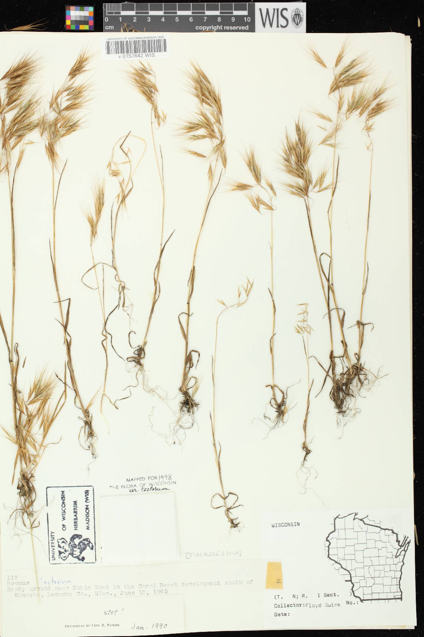 Bromus tectorum image