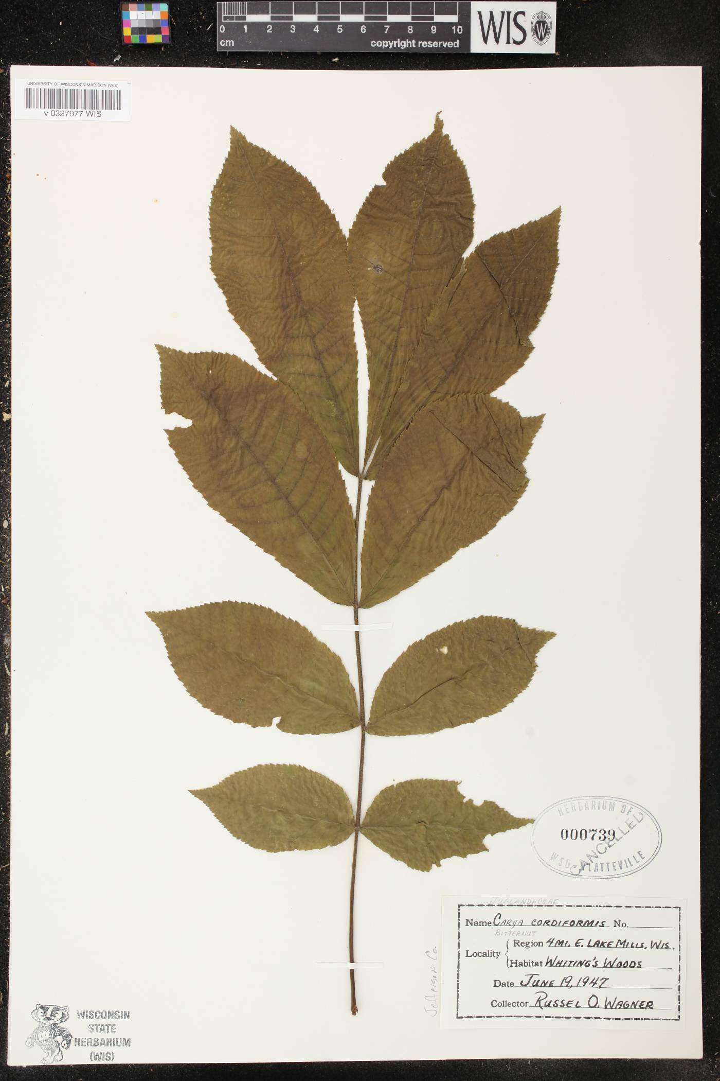 Carya cordiformis image