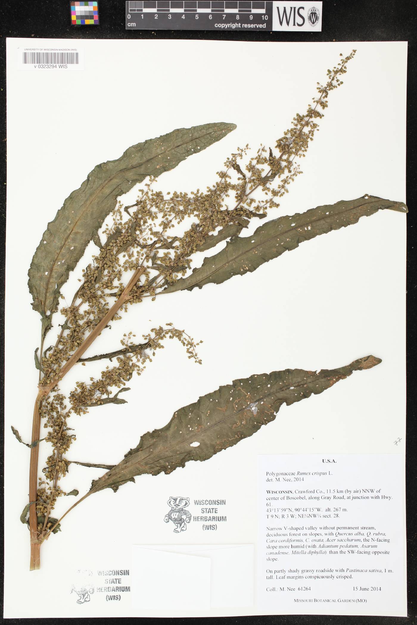 Rumex crispus image