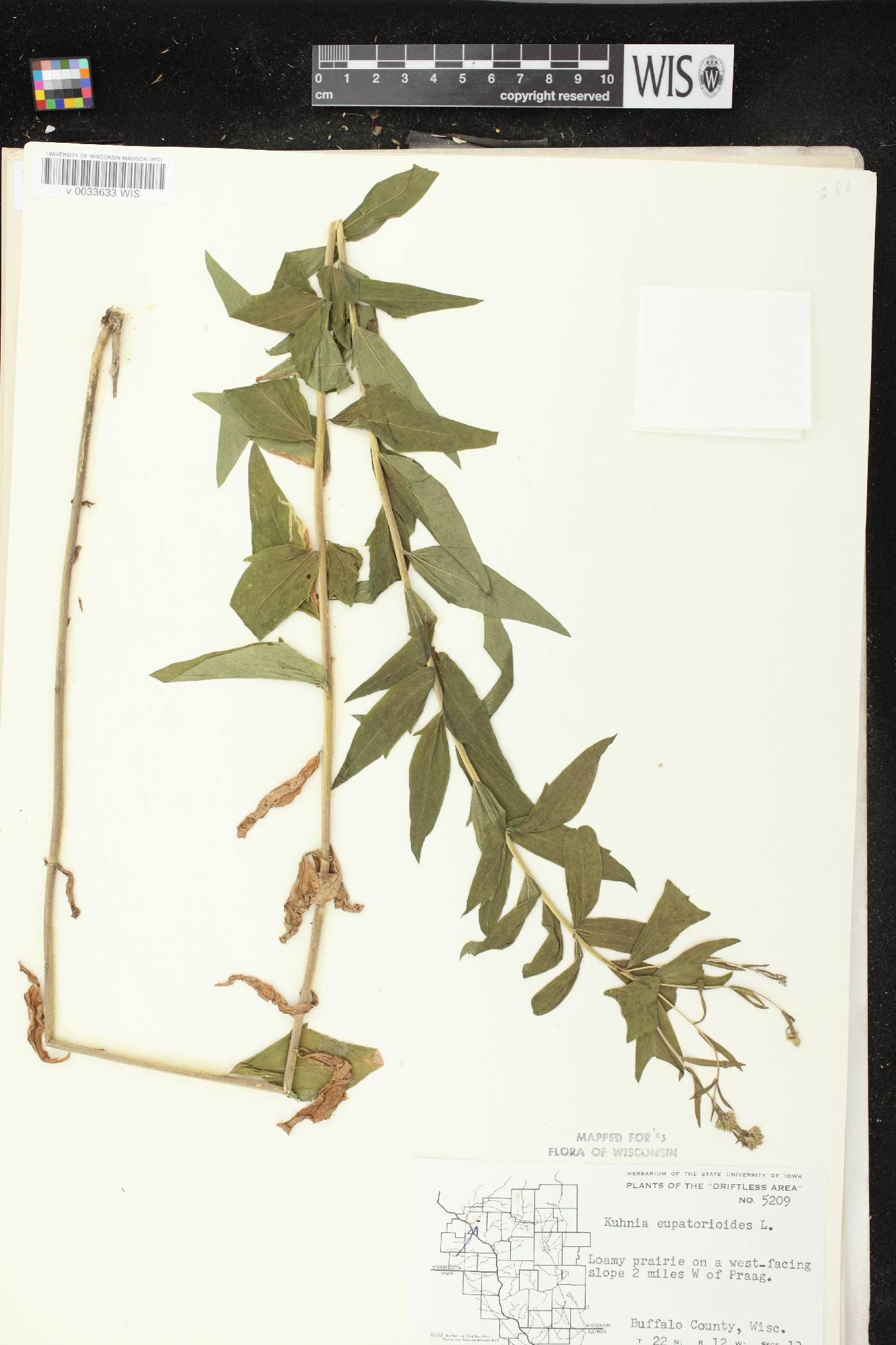 Brickellia eupatorioides image