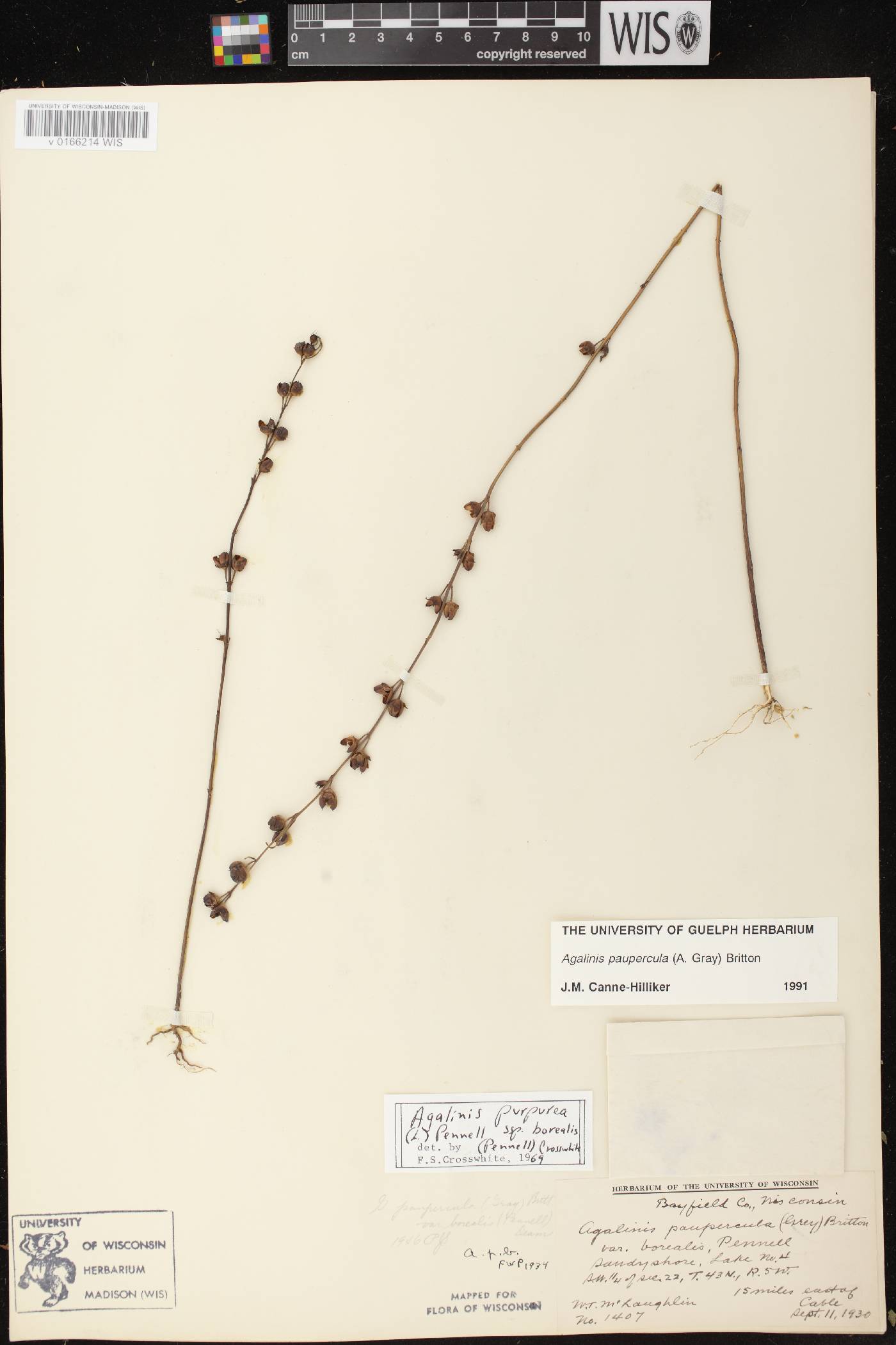 Agalinis paupercula image