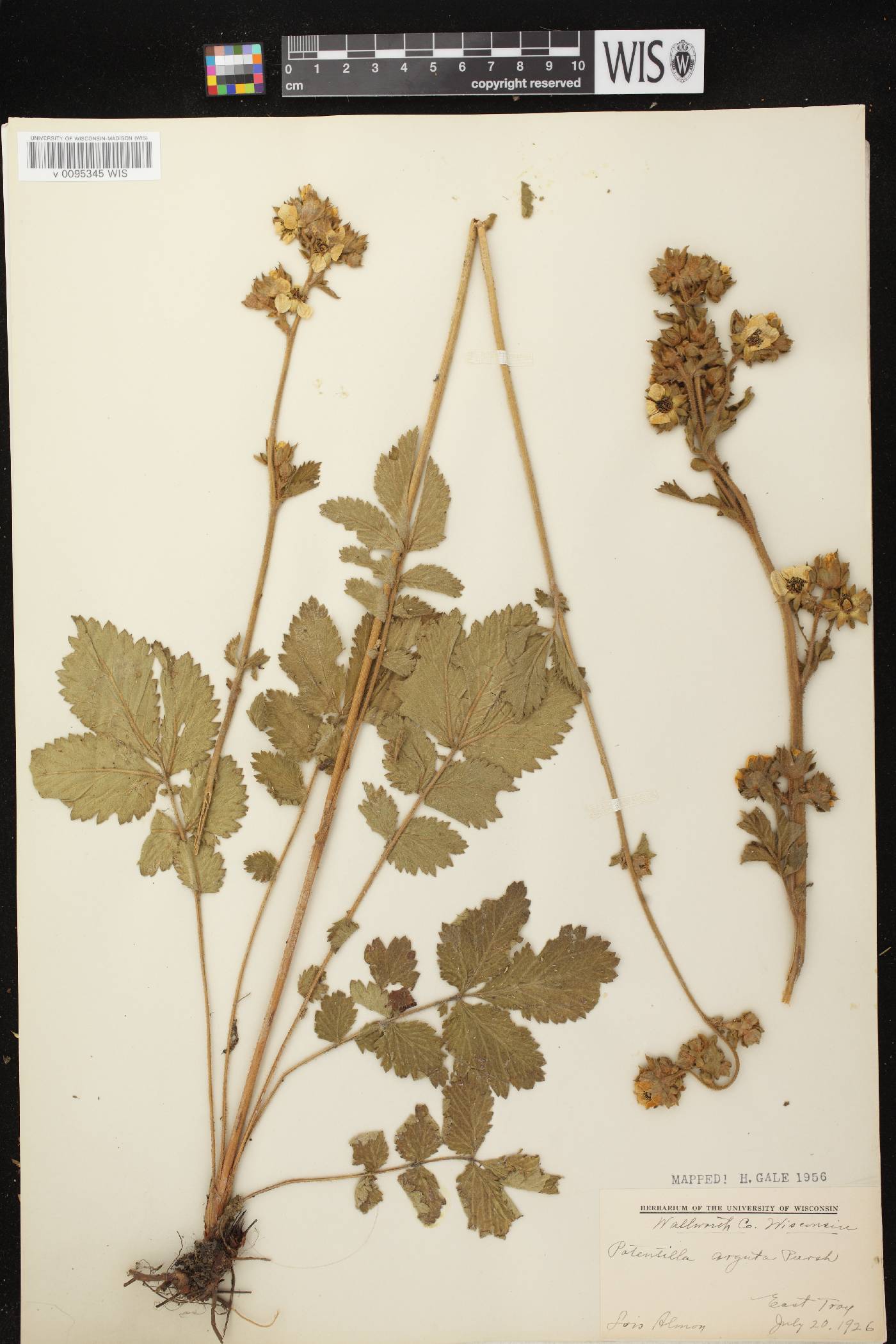 Drymocallis arguta image