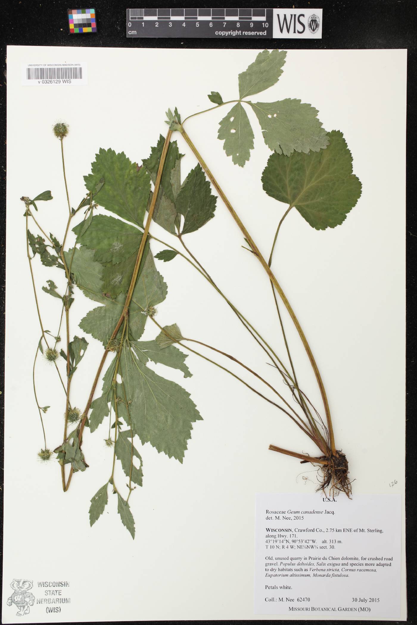 Geum canadense image