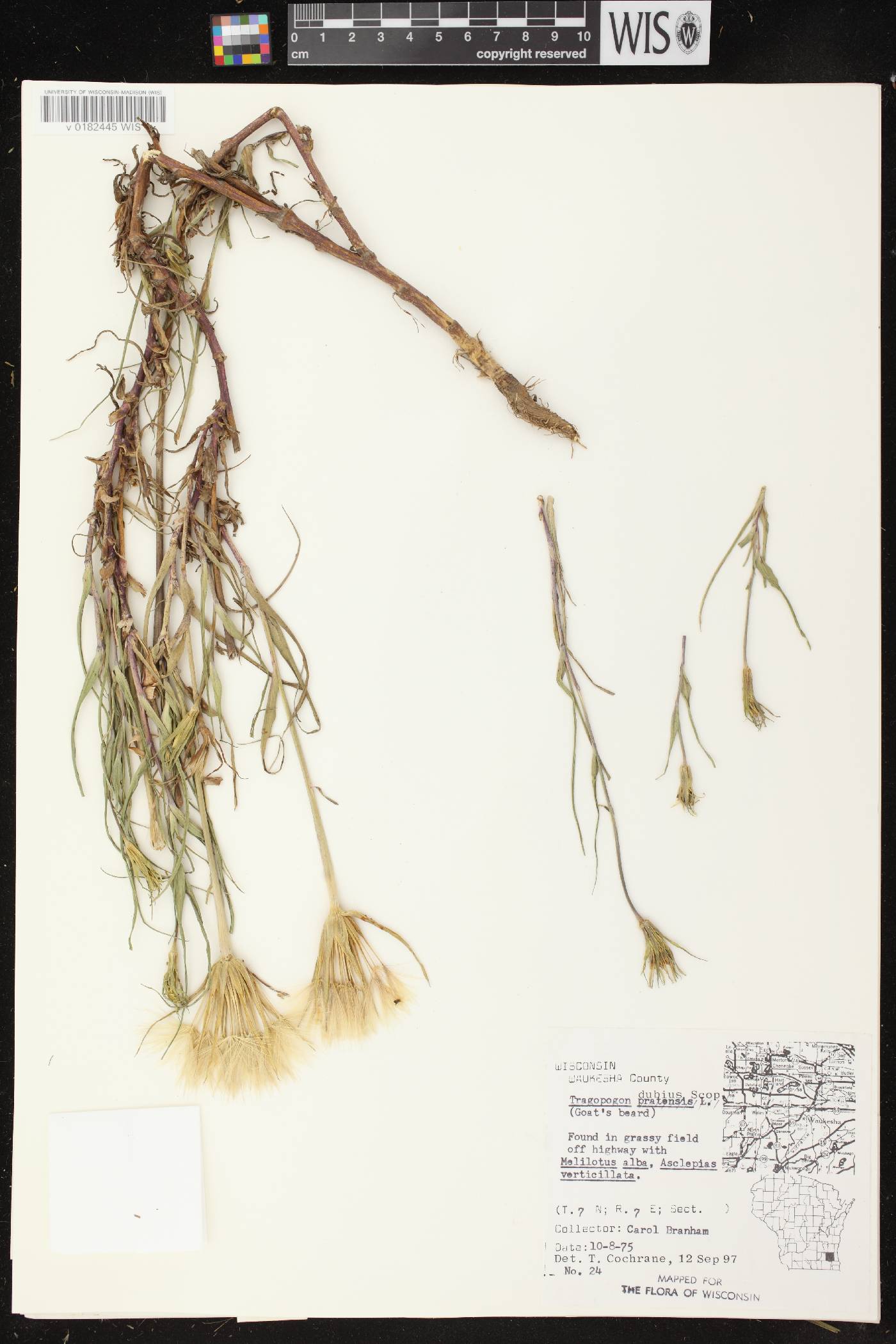 Tragopogon dubius image